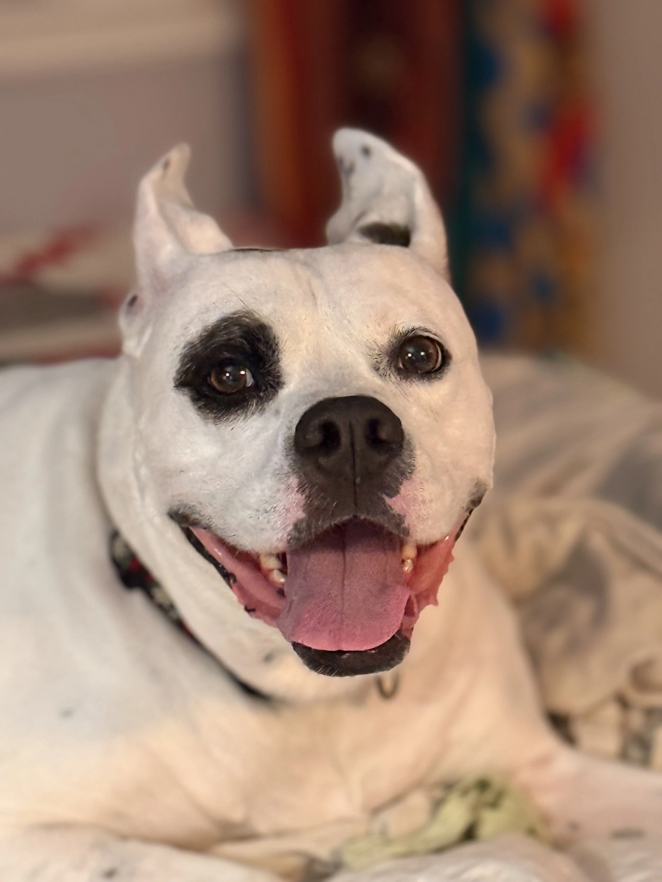 A white dog with a black mask around one eye, sitting indoors on a wooden floor, with a window in the background and a dark radiator behind.
