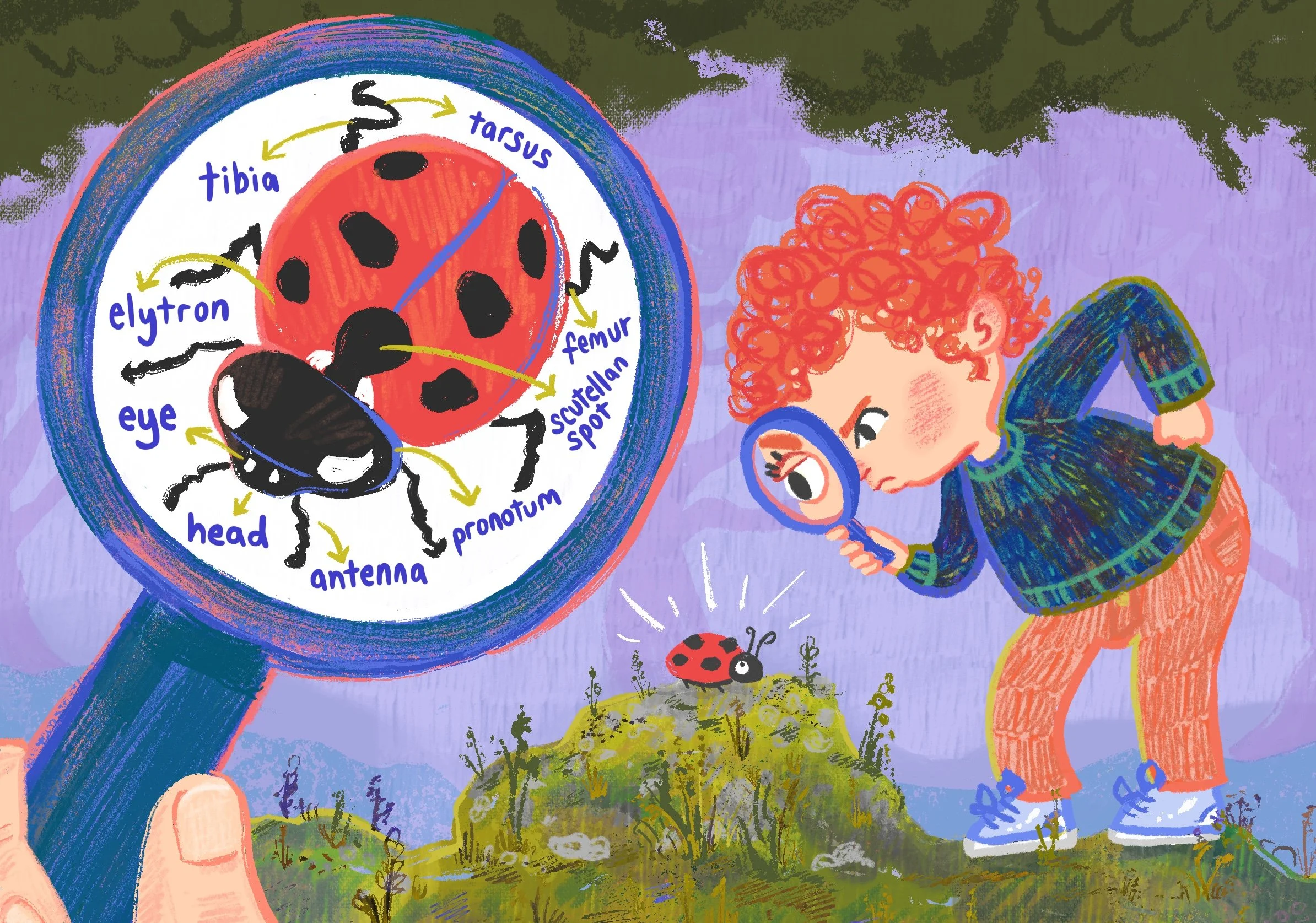 Website_Ladybug_Crane.jpg
