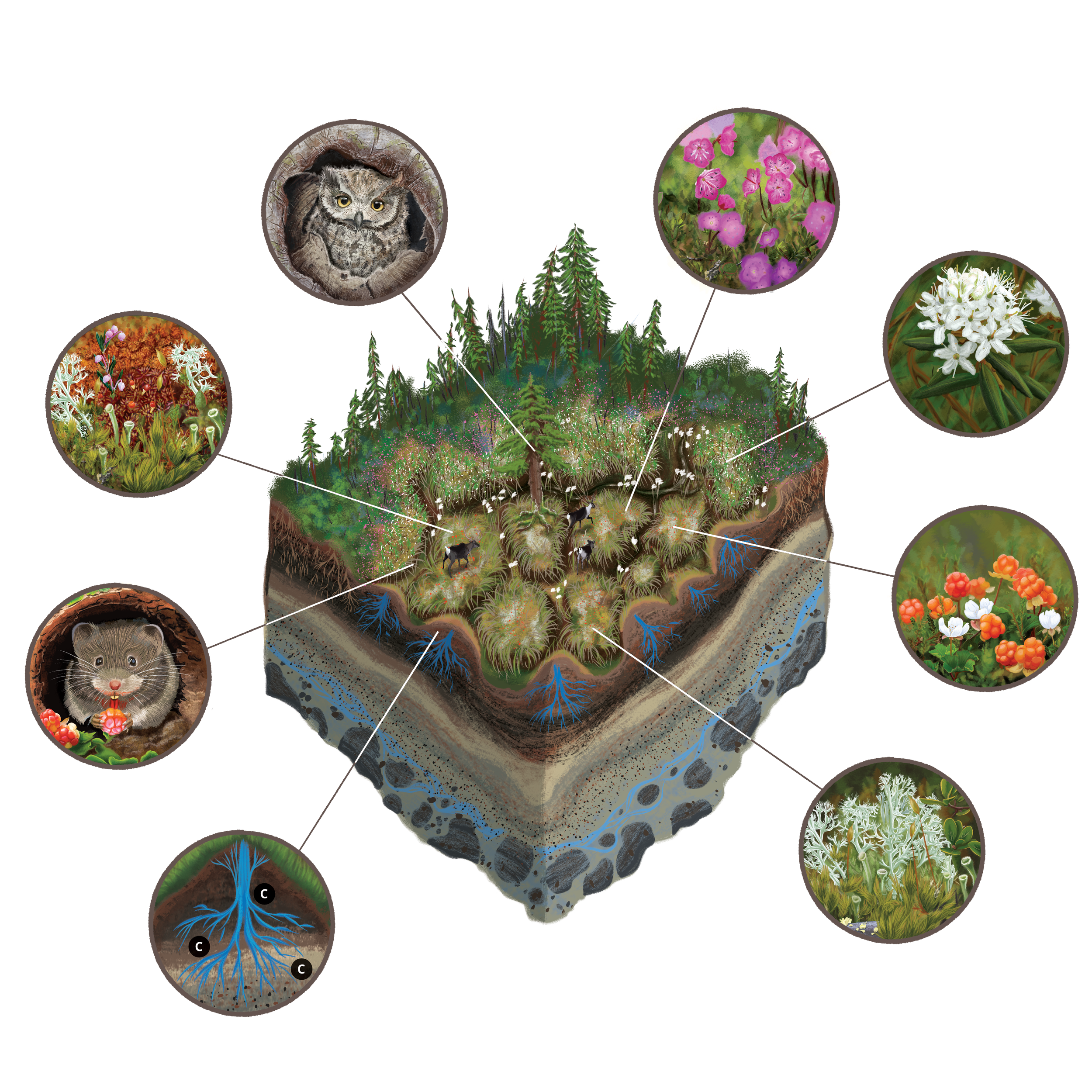bog diagram w callouts updated.png