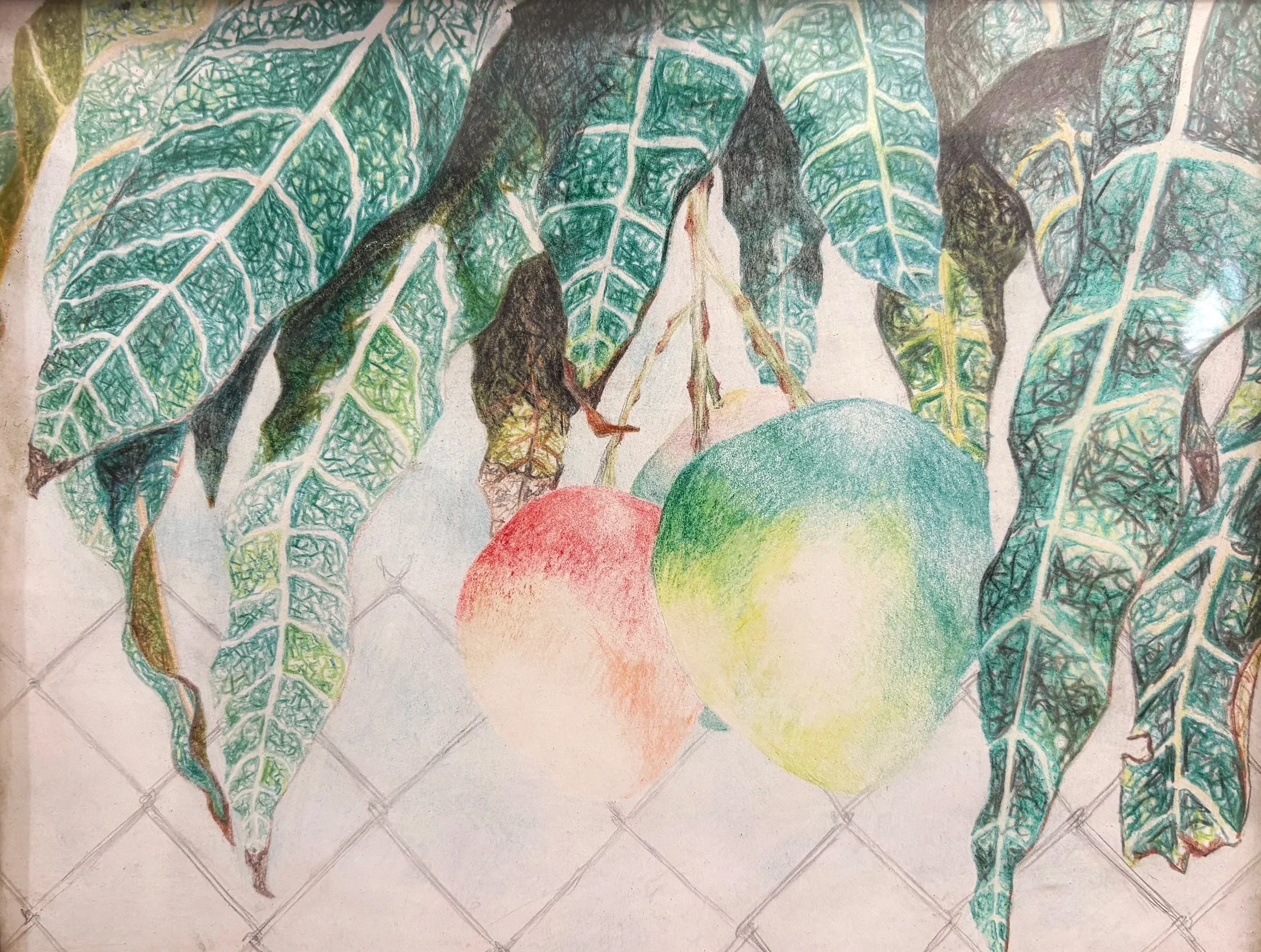 Mango Season