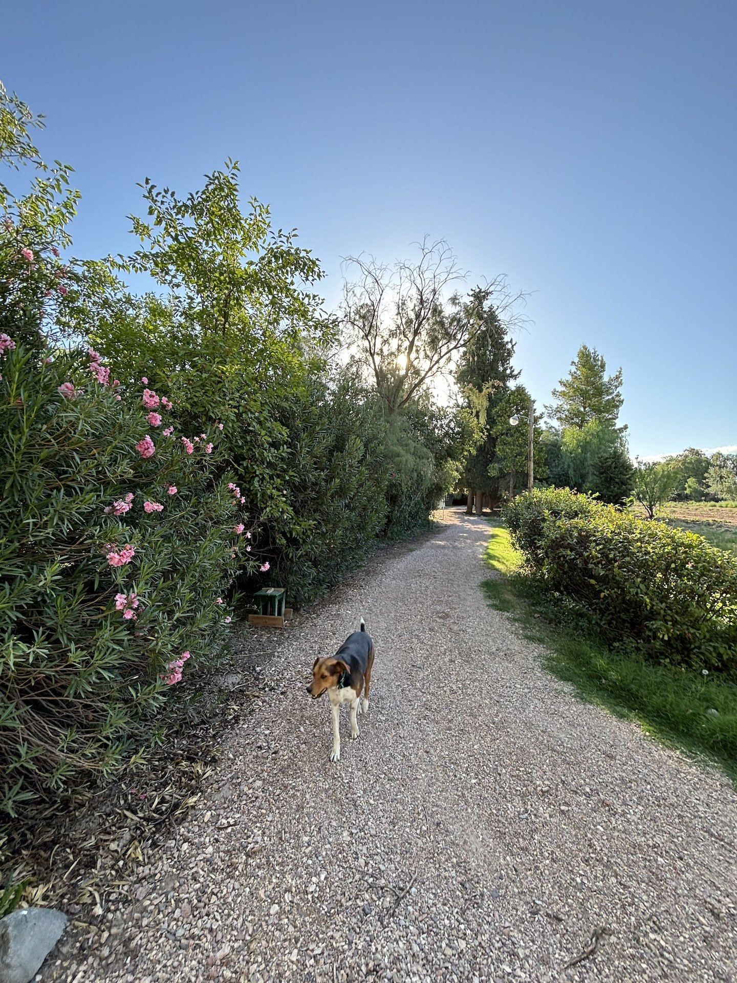 Fallen Branch Farm trail with pink flowers and cute dog