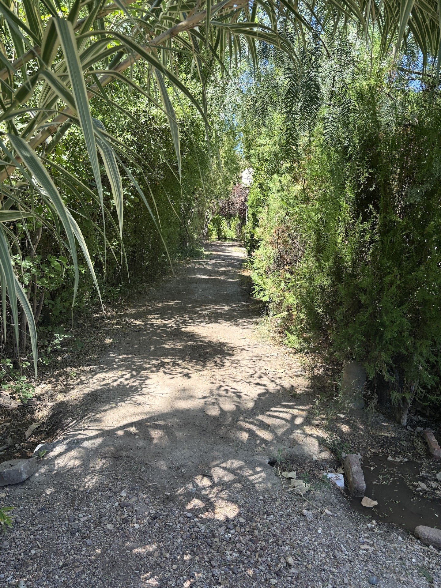 Fallen Branch trail lined by greenery