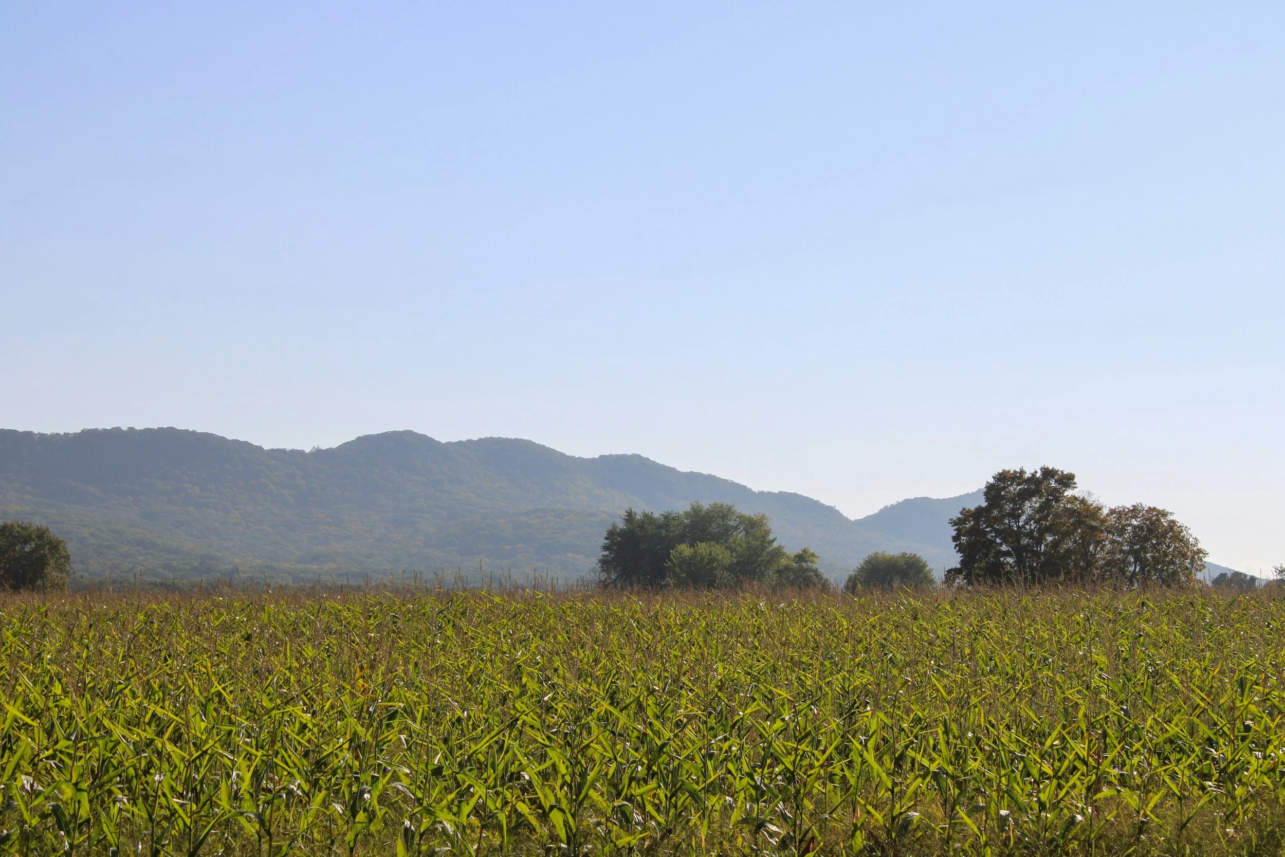 scenic farm with mountain background