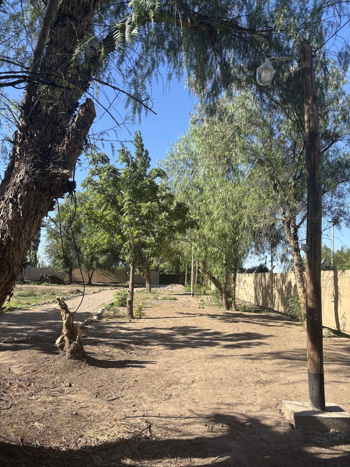 Fallen Branch walkway with trees