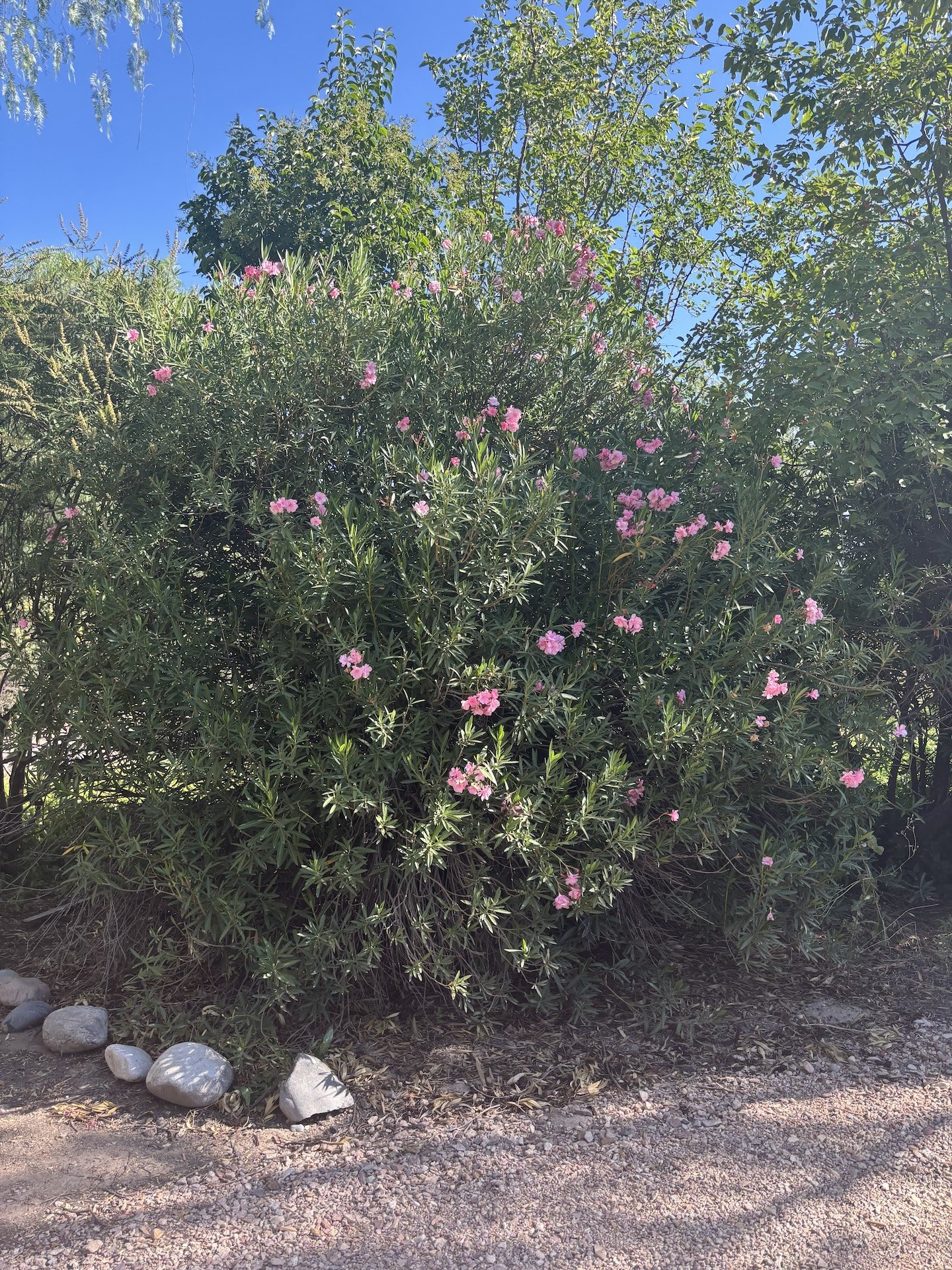 Fallen Branch Flower bush