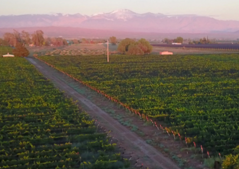 $700,000 USD-“Finca Don Miguel”: 51 hectare wine-producing estate in Ugarteche, Luján de Cuyo 
