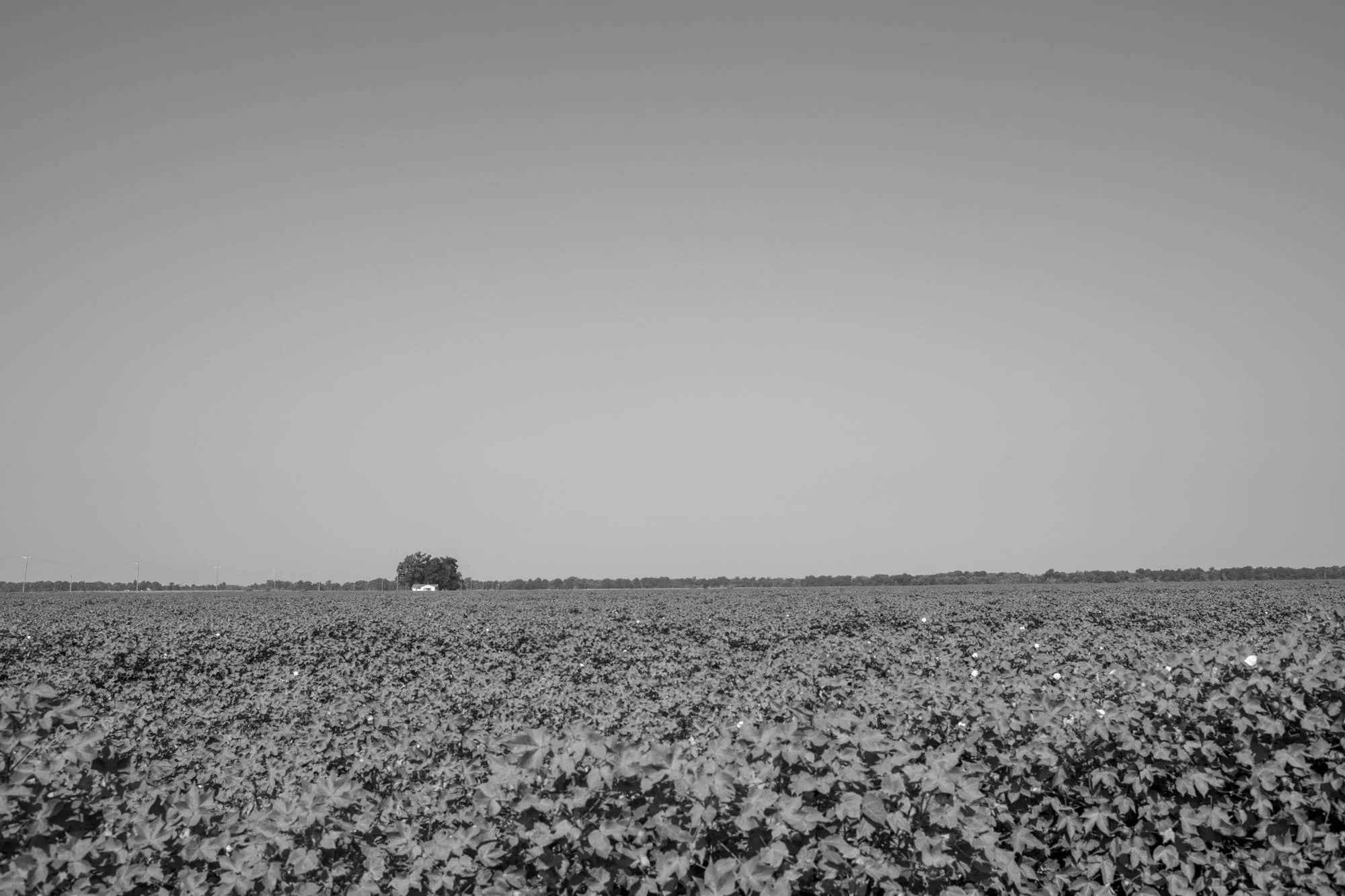 Cotton Field and Church, MS 2024