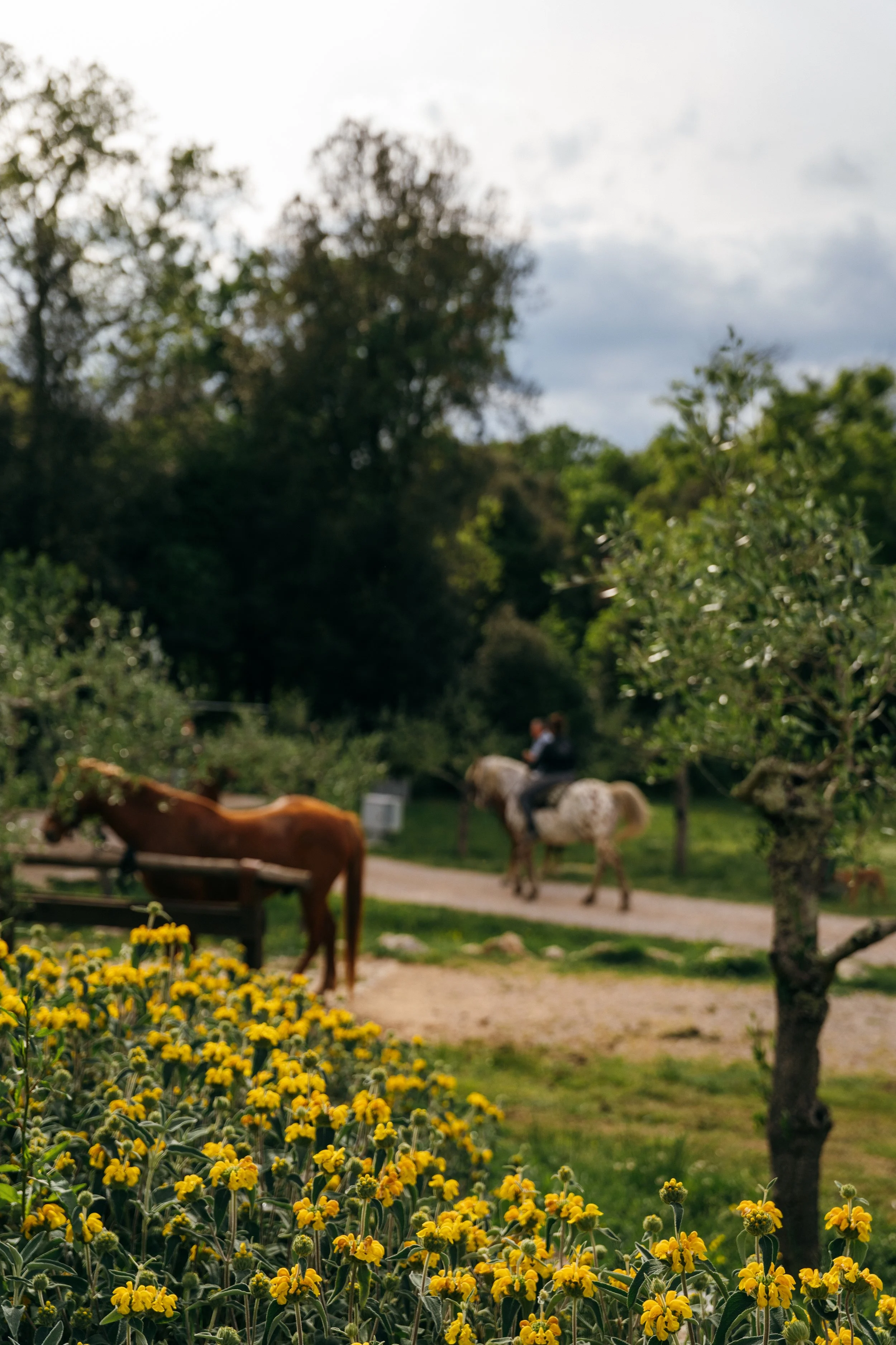 Cielo_Tuscany2026_DSC02703_ByEC.jpg