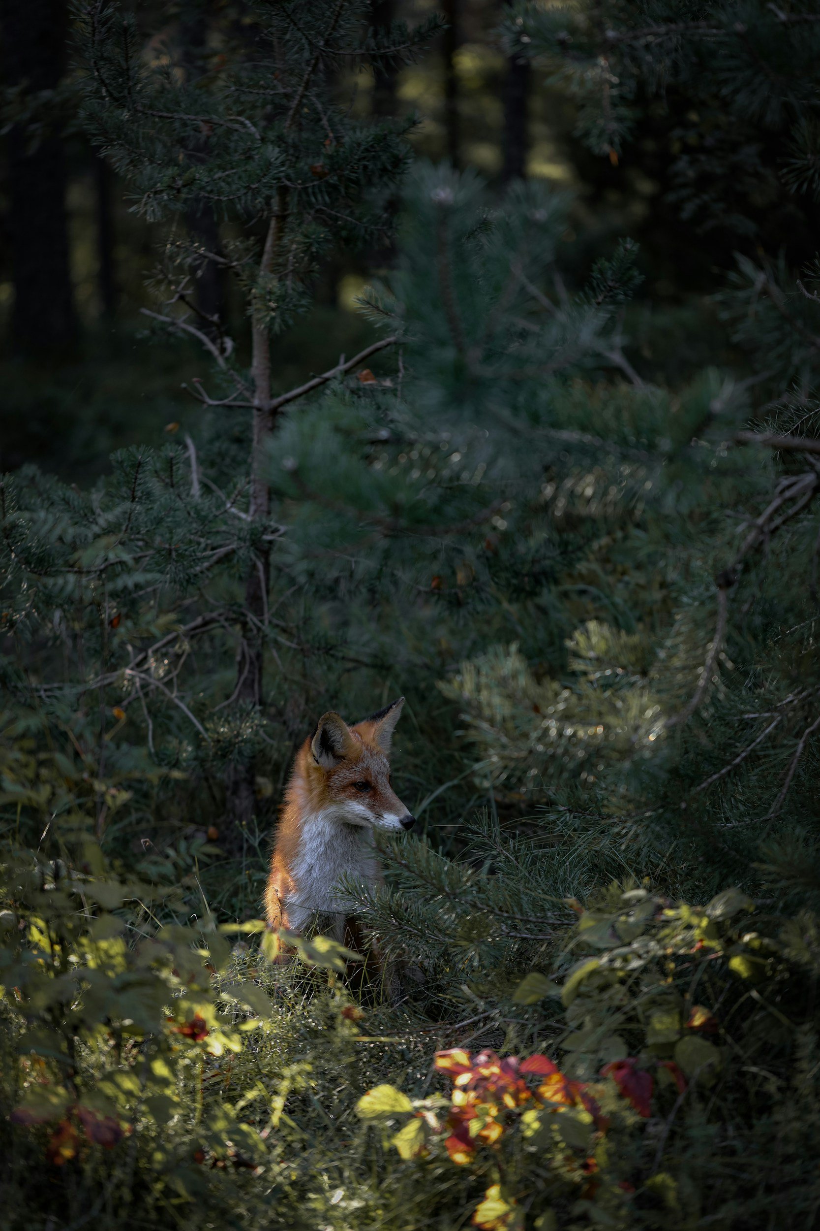 A fox in a dense forest surrounded by green pine trees and shrubs.