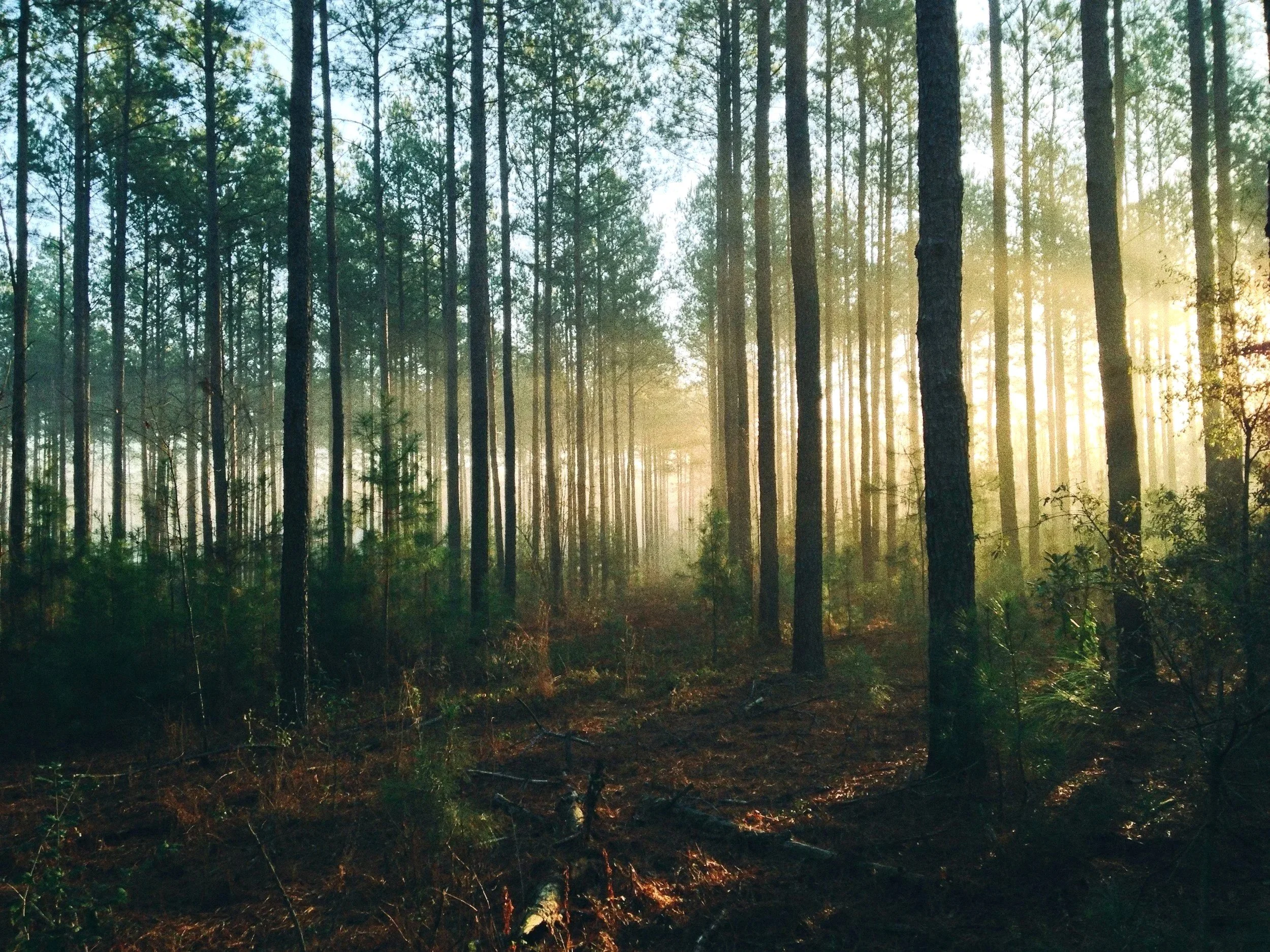A forest with tall, thin trees and sunlight filtering through the branches.