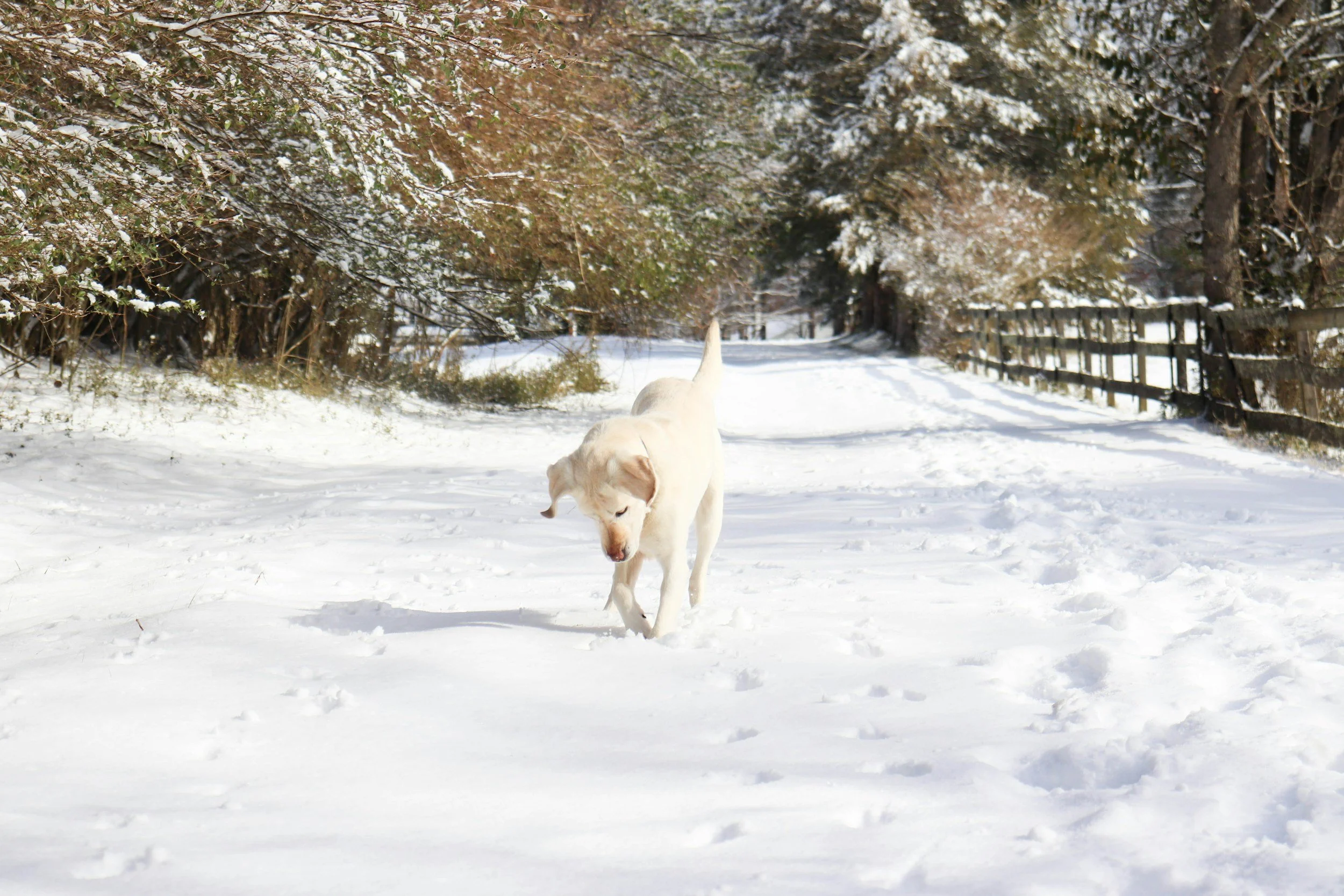 pies spacerujący po śniegu