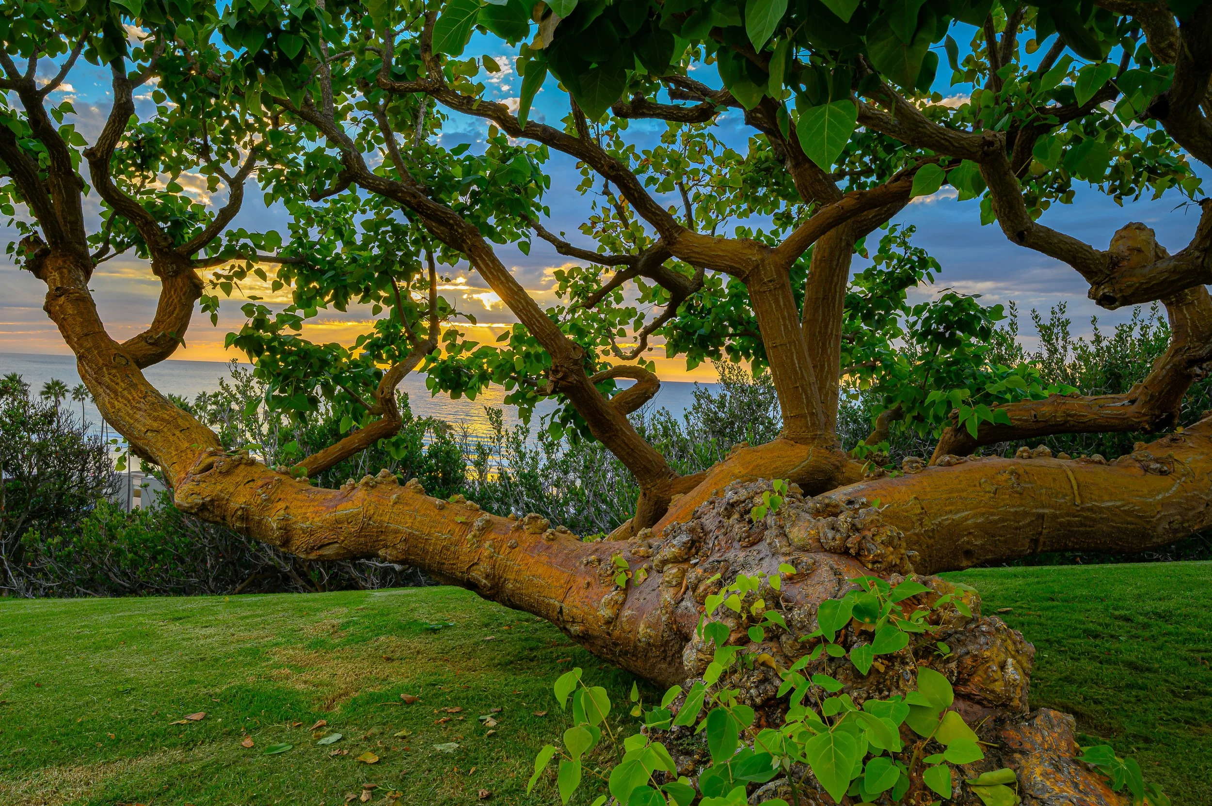Coral tree at sunset in La Jolla