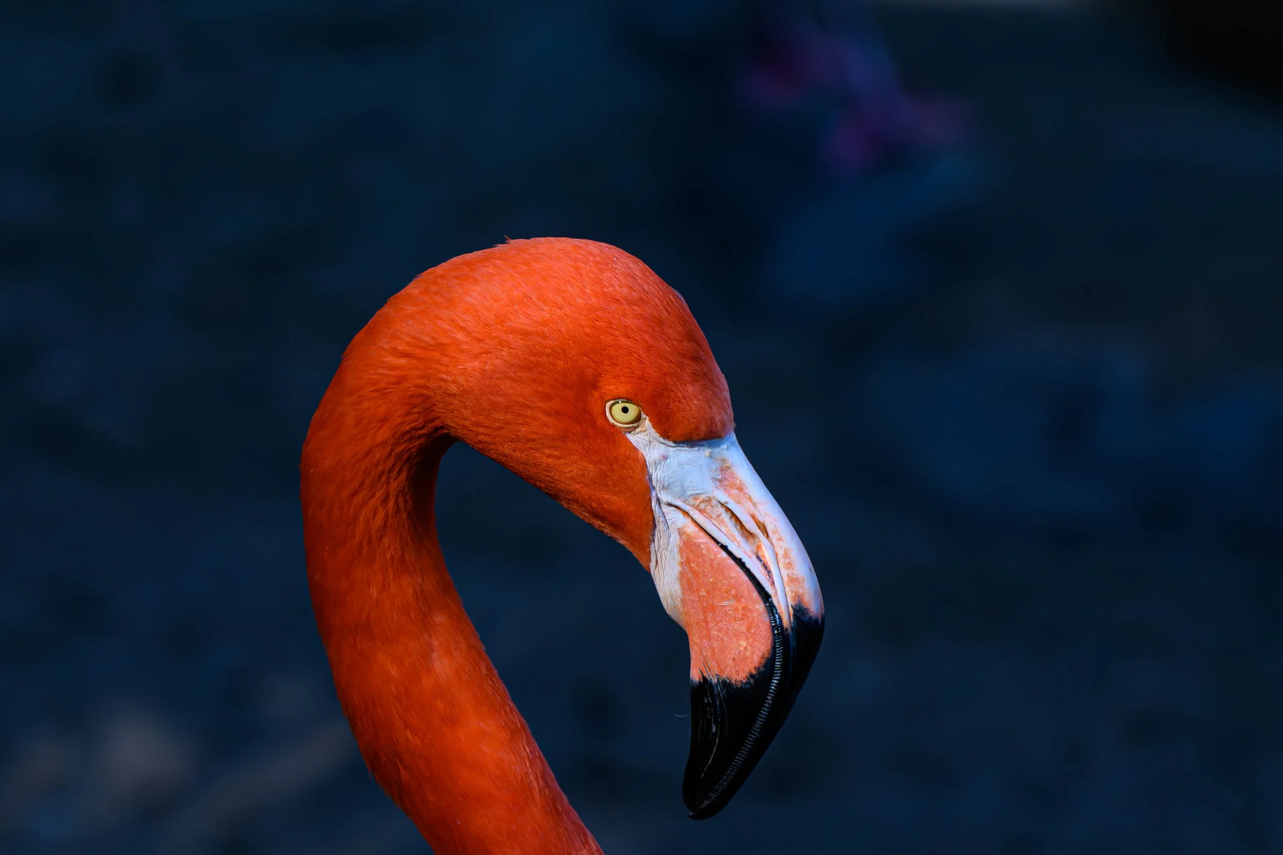 Flamingo posing for picture