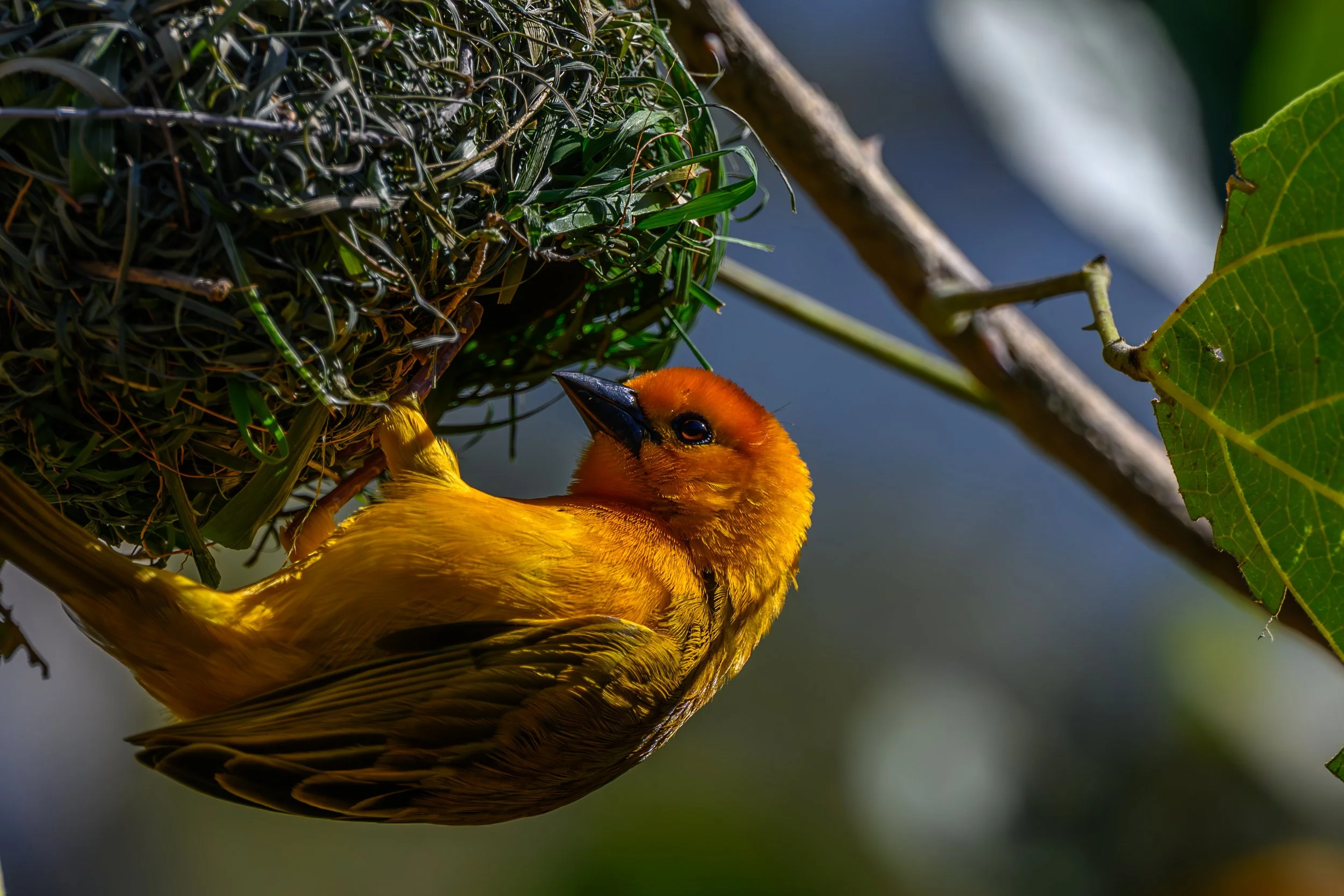Taveta Weaver on the outside of it's nest.