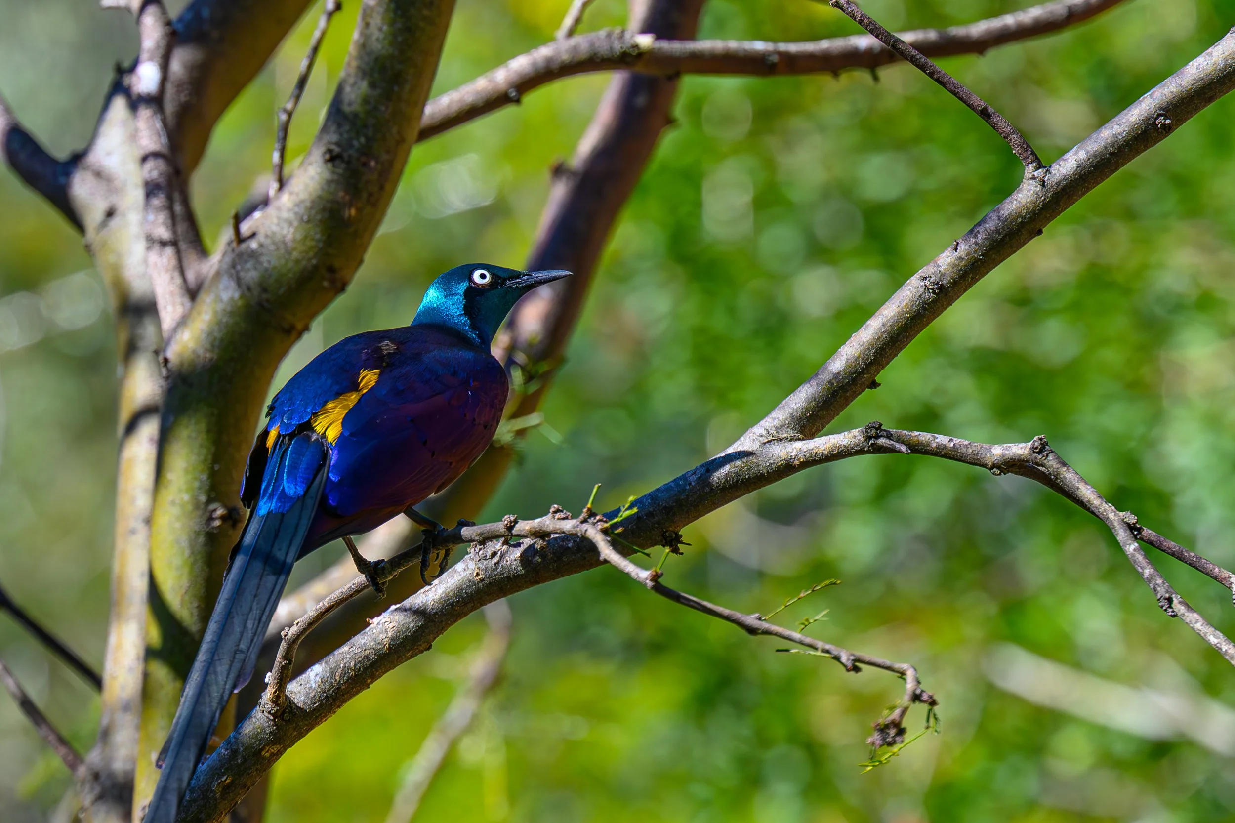 Superb Starling