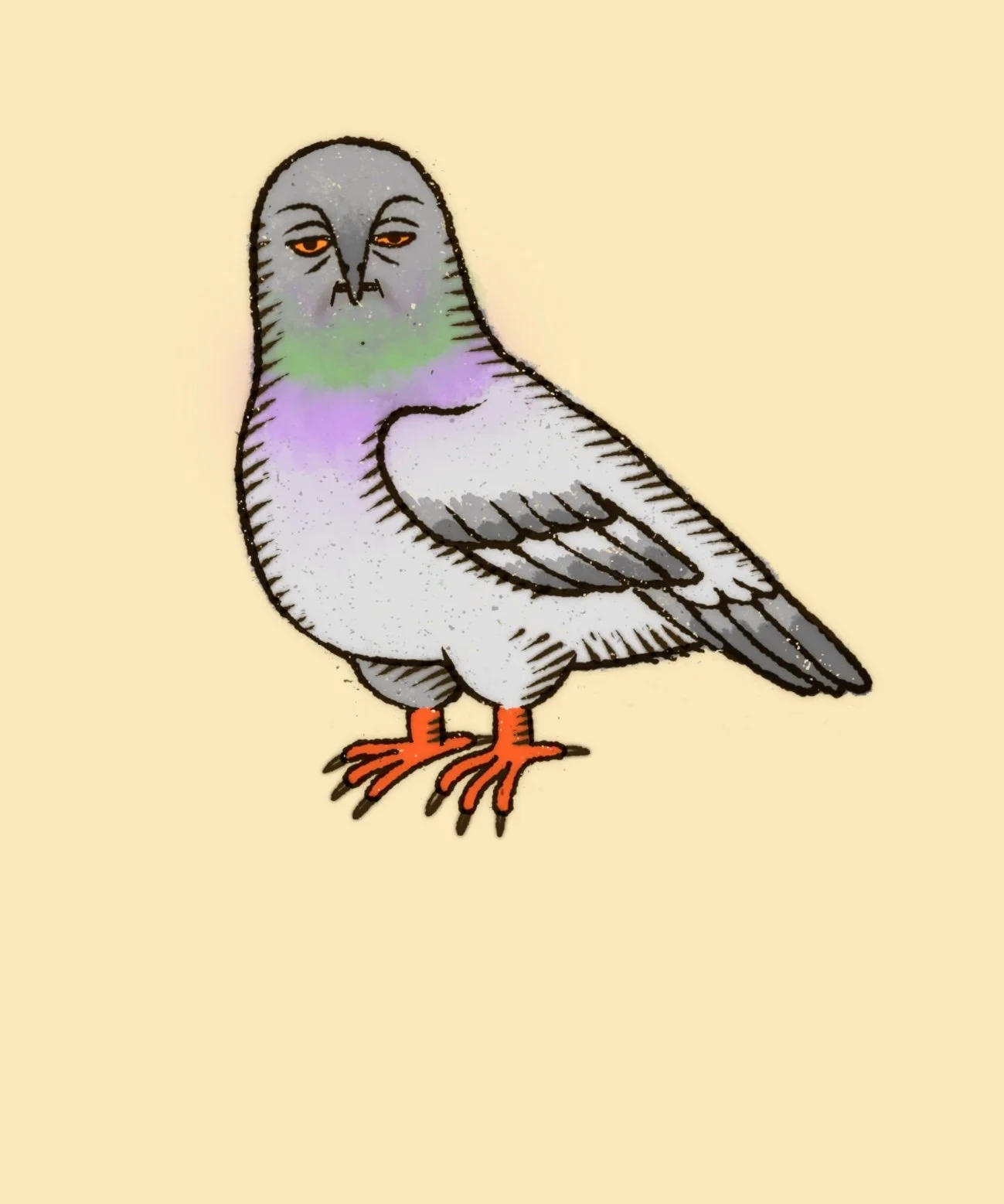 pigeon.jpg