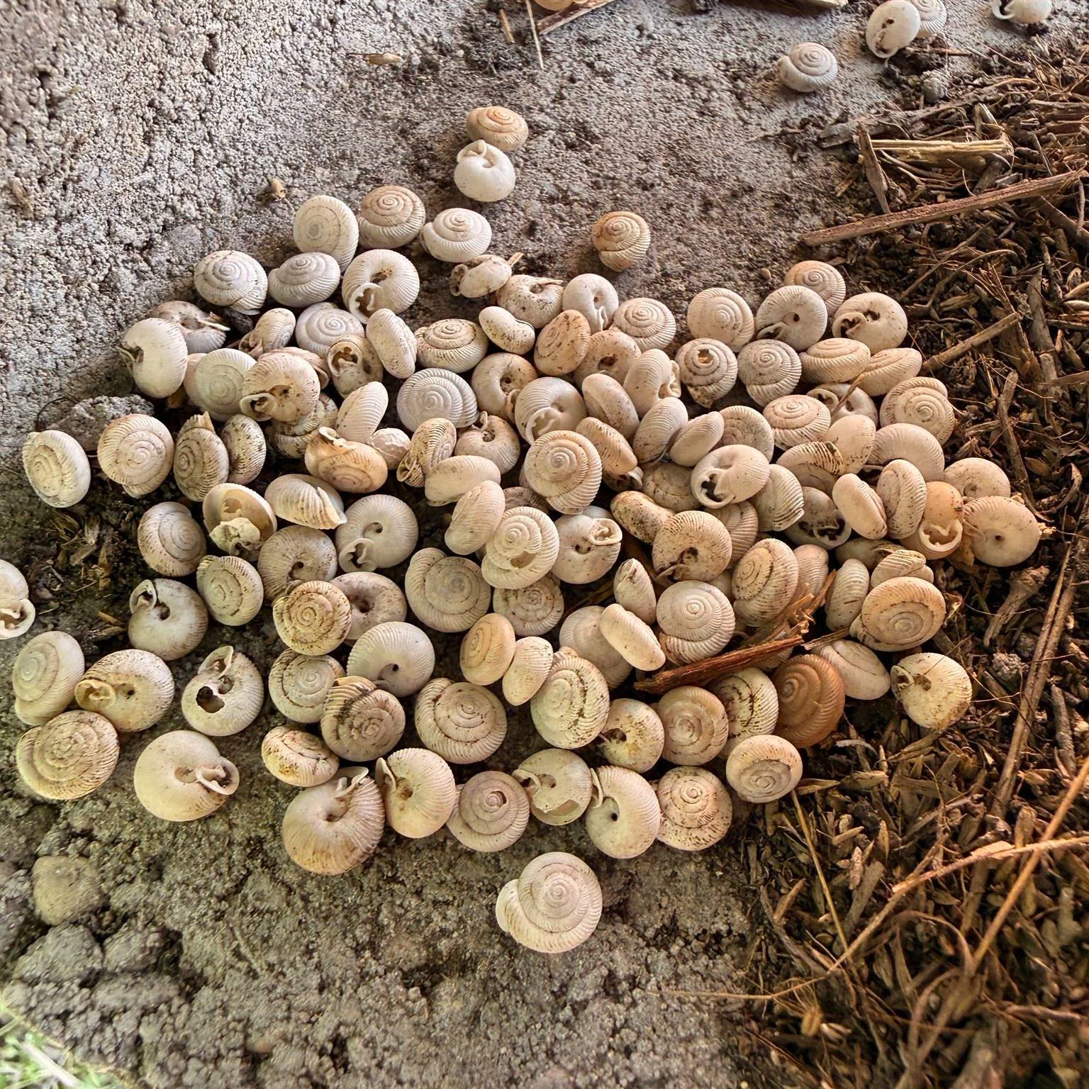 My sons introduced me to a group of snails today&hellip;

Naturally, they were all named Harold 🐌

Harold from the On the Farm Collection would be proud. 🤣

#onethefarmcollection #haroldthesnail #childrensbookauthor #authorlife #boydad #fatherhood 