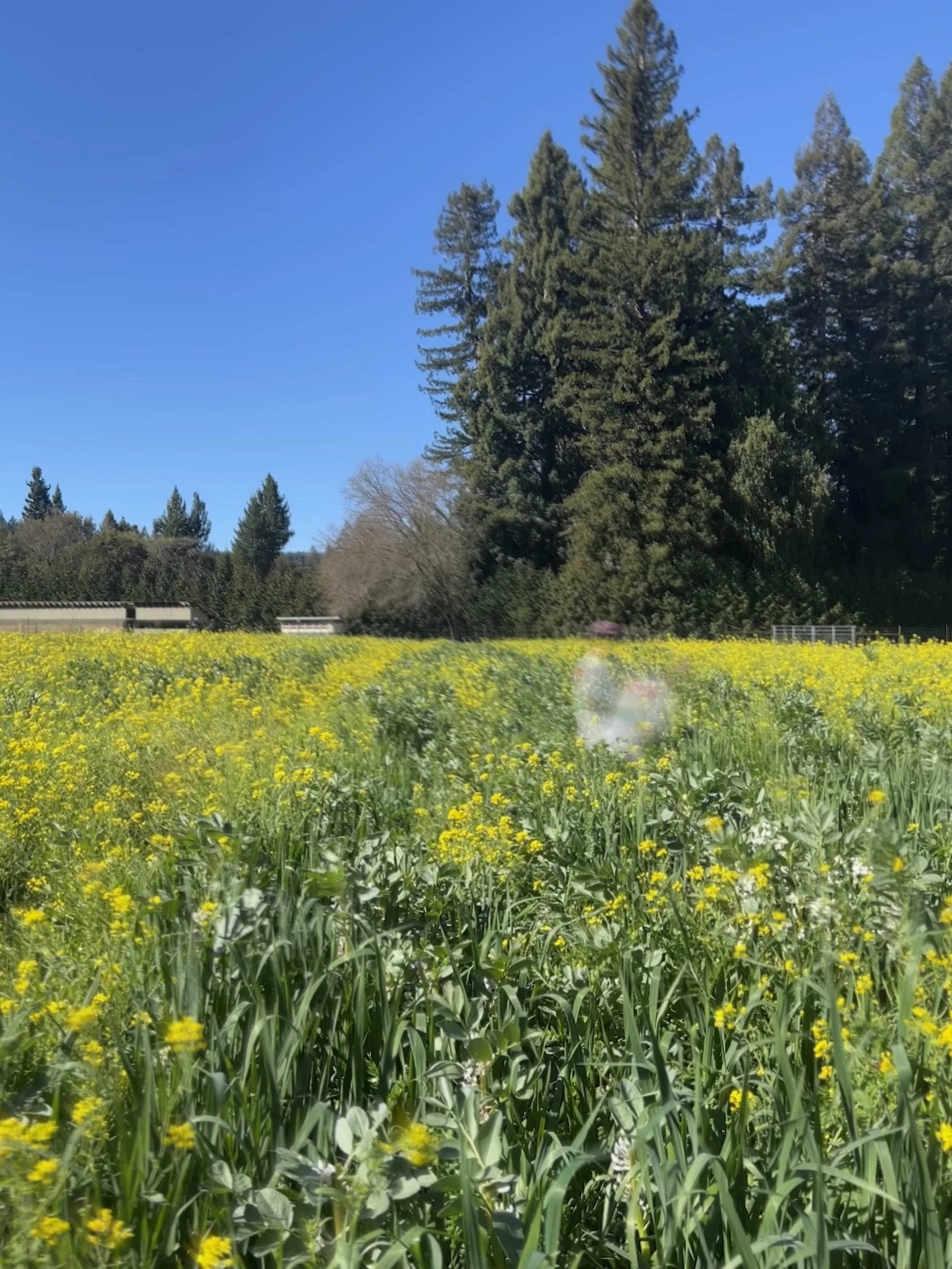 a blurred figure picks spring crops on a farm in sonoma county