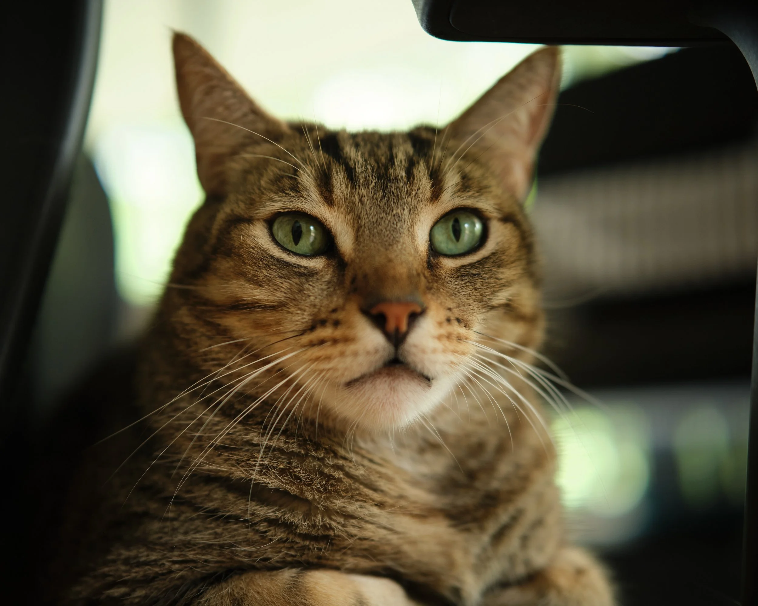 portratis-pets-ezequiel-fort-4.jpeg