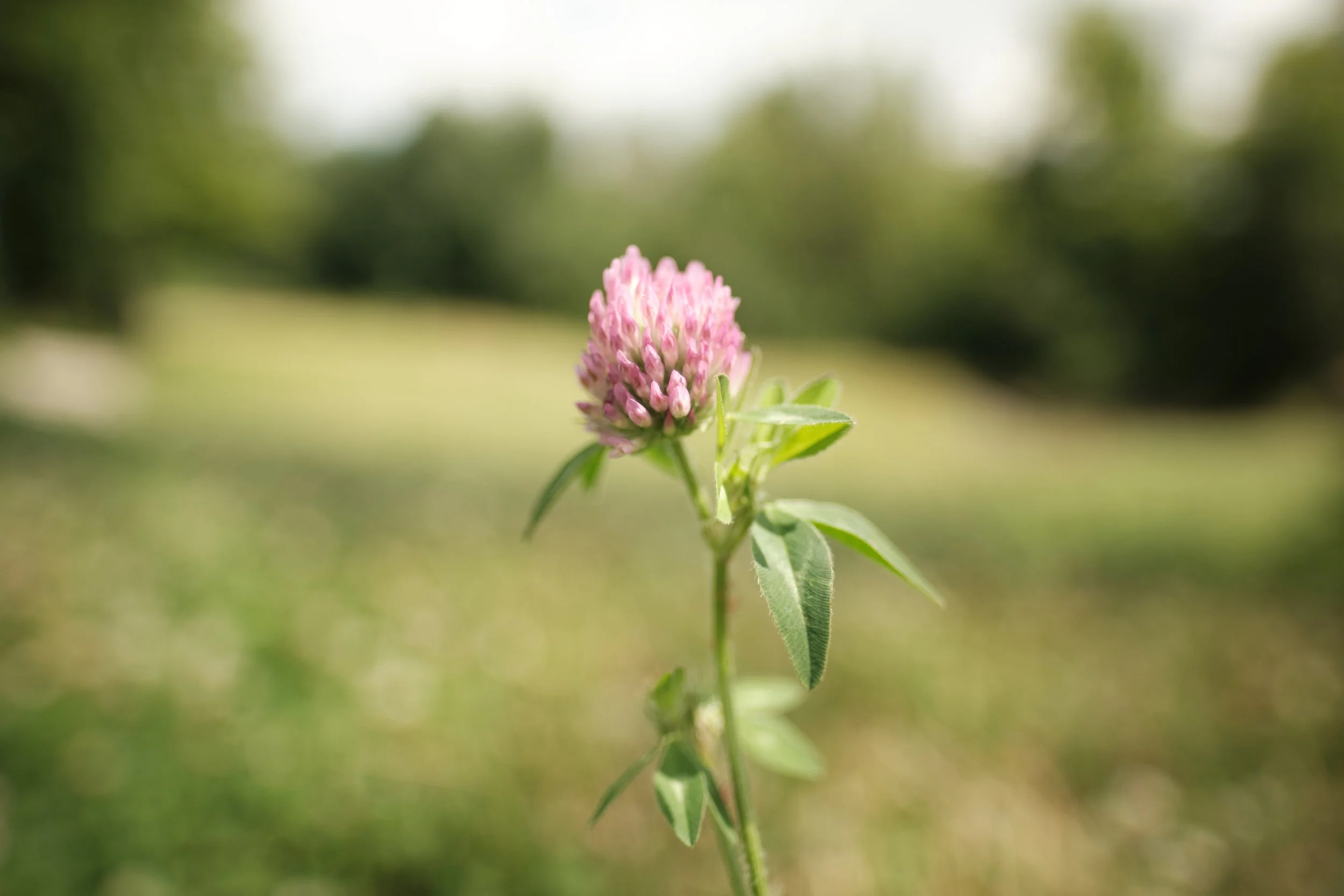 Sometimes the smallest details become the ones you remember most. Standing quietly in the summer fields of Stukely-Sud, this single wildflower captured the calm that surrounded everything else. In a place where nature speaks softly, even the simplest