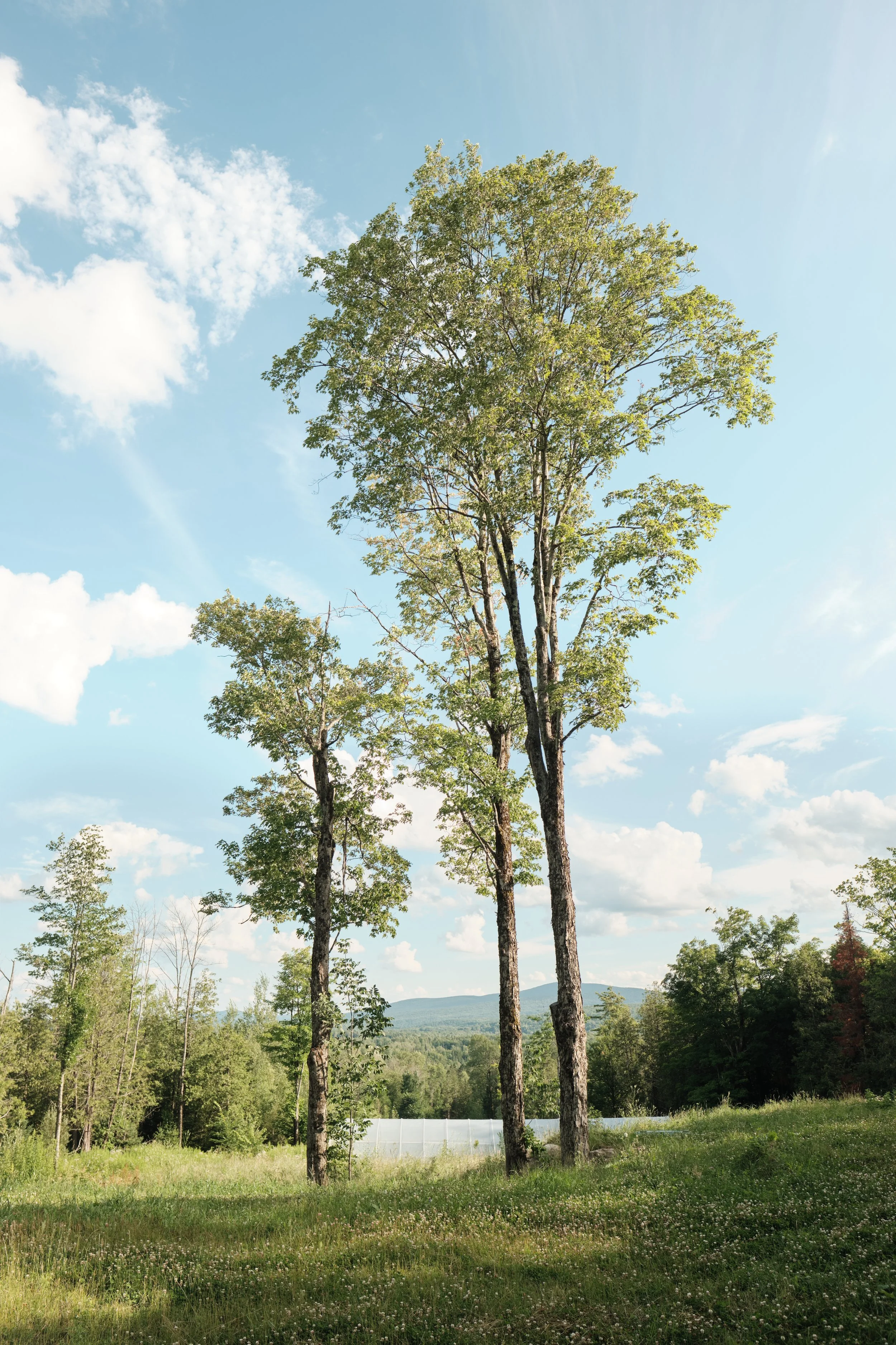 We often admire forests, yet sometimes a single tree tells the entire story. Strength doesn’t always need a crowd.