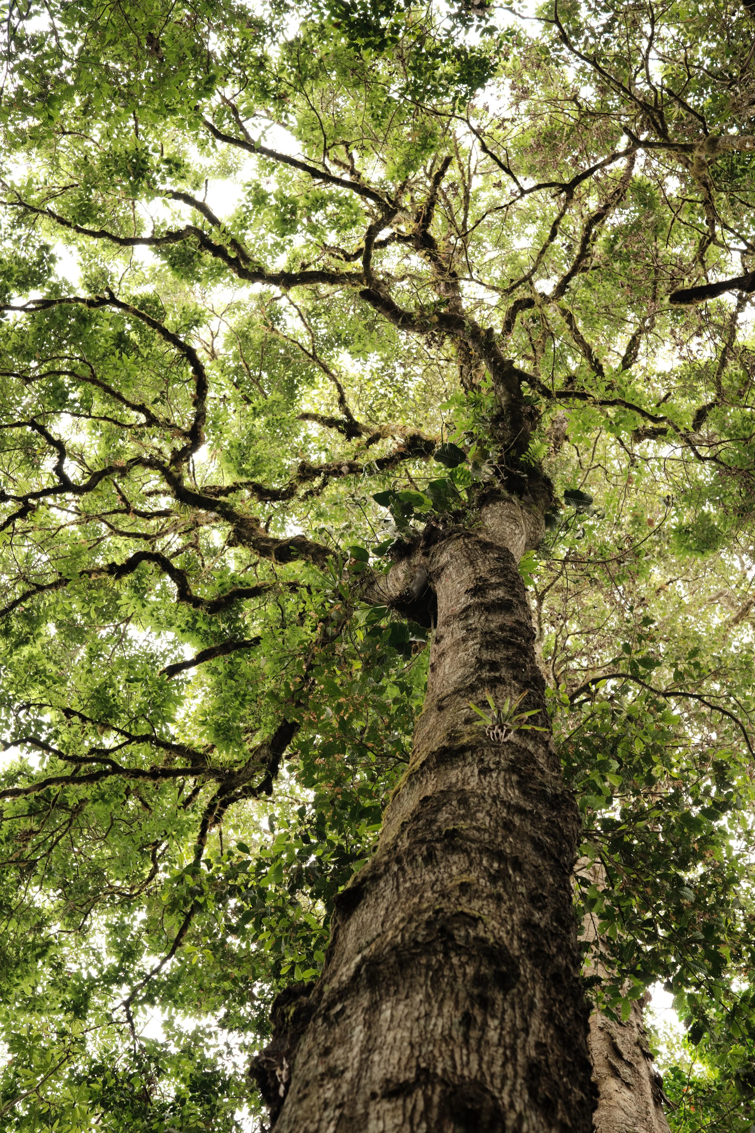 Where the Rainforest Reaches the Sky -

Some trees have stood here for centuries, their branches supporting entire ecosystems of moss, orchids, and climbing vines high above the forest floor.
