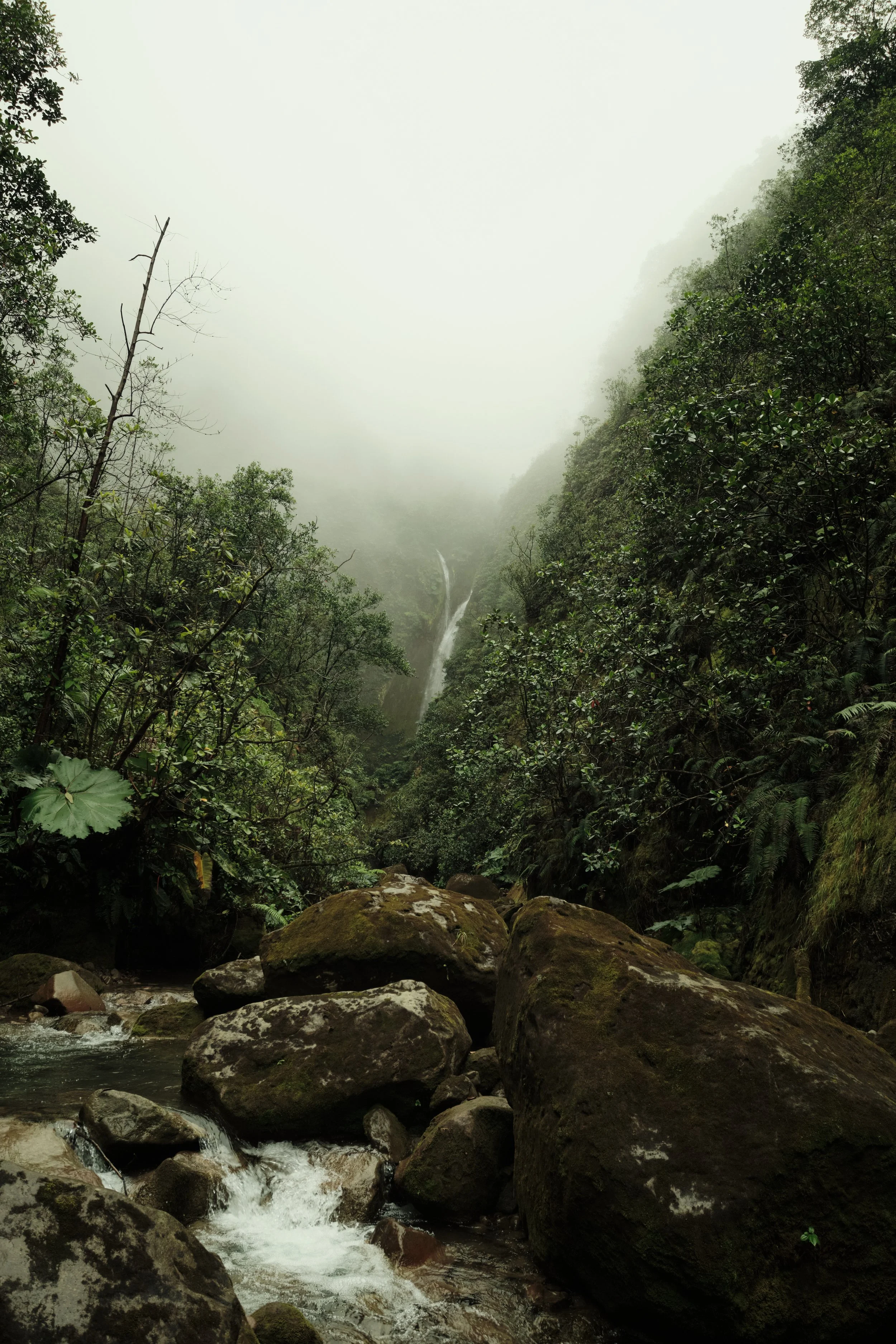 Lost in the Mist -

From the river below, waterfalls emerge through drifting clouds while the surrounding cloud forest disappears into the mountains, revealing the wild beauty of Bajos del Toro.
