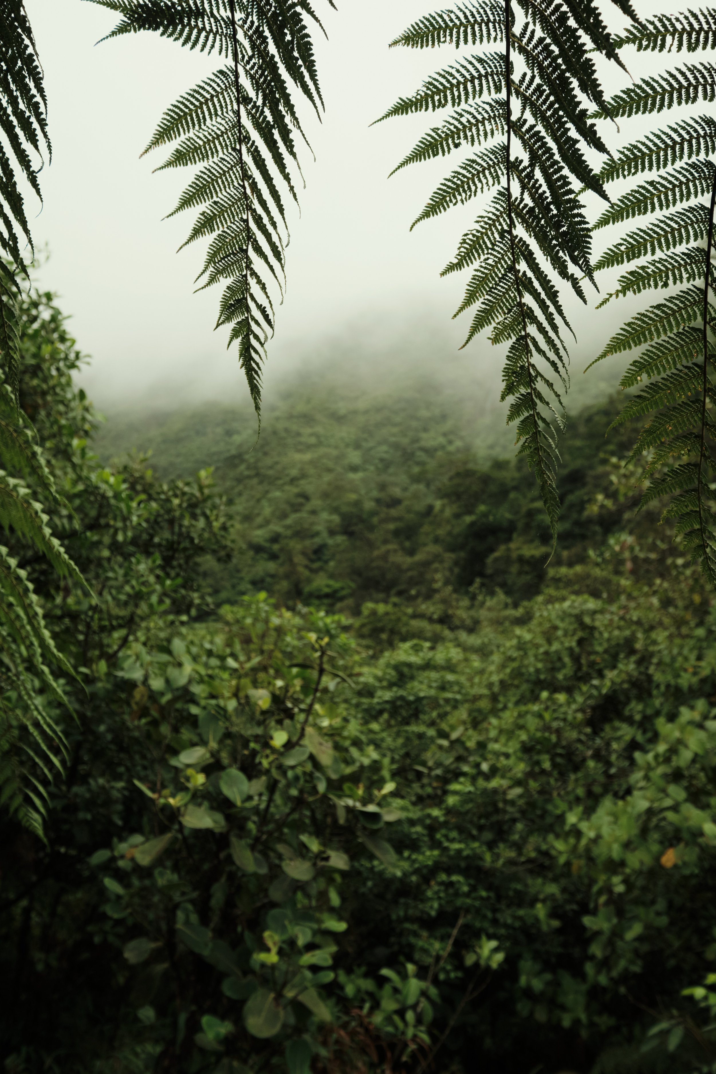 A Window into the Wild -

Framed by towering tree ferns, the dense canopy stretches endlessly into the mist, revealing the layered beauty of one of Costa Rica’s most pristine rainforests.