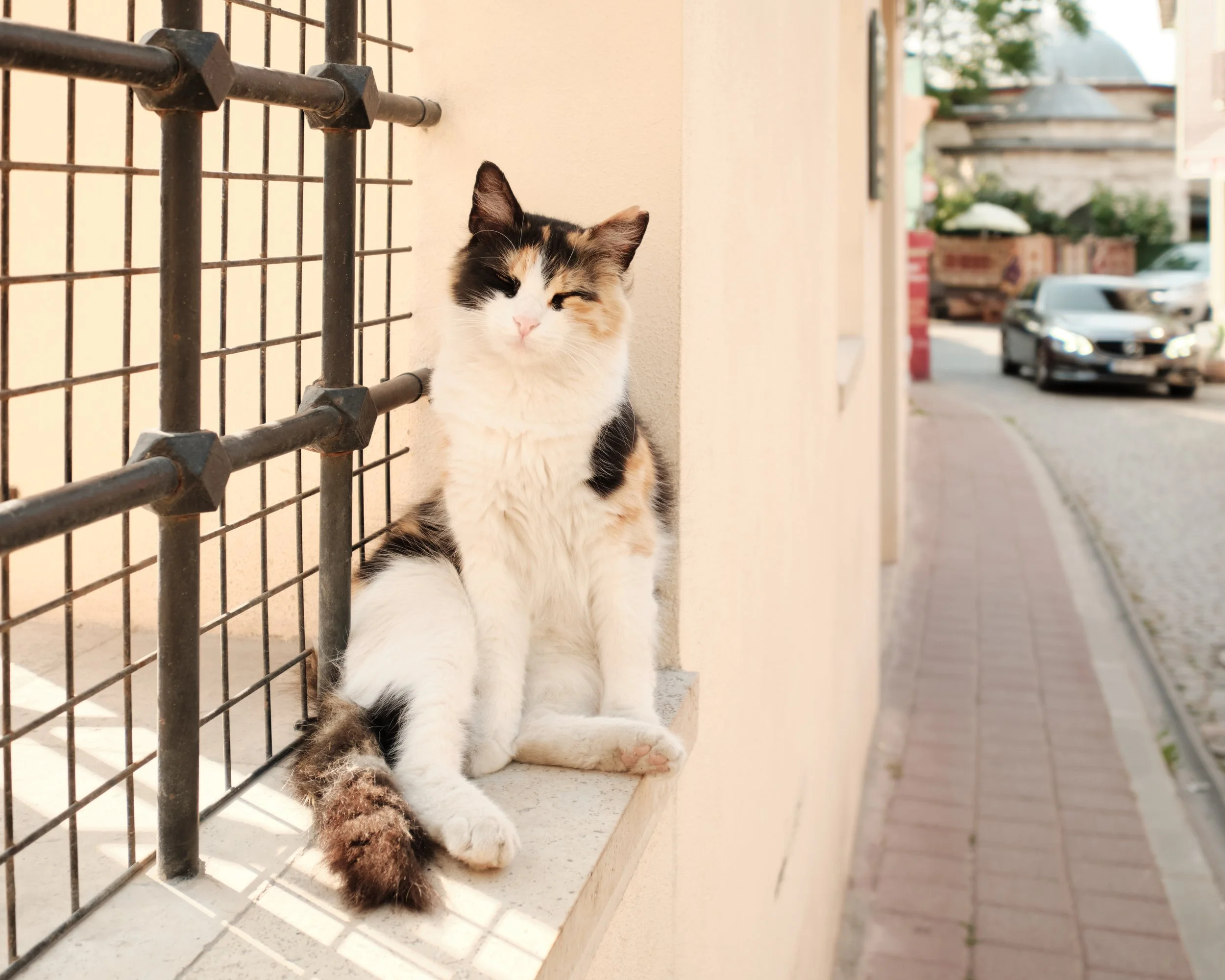 It didn’t take long before I met one of Istanbul’s most iconic residents. Relaxed, curious, and completely at home, the city’s famous street cats are as much a part of its character as its mosques and markets.