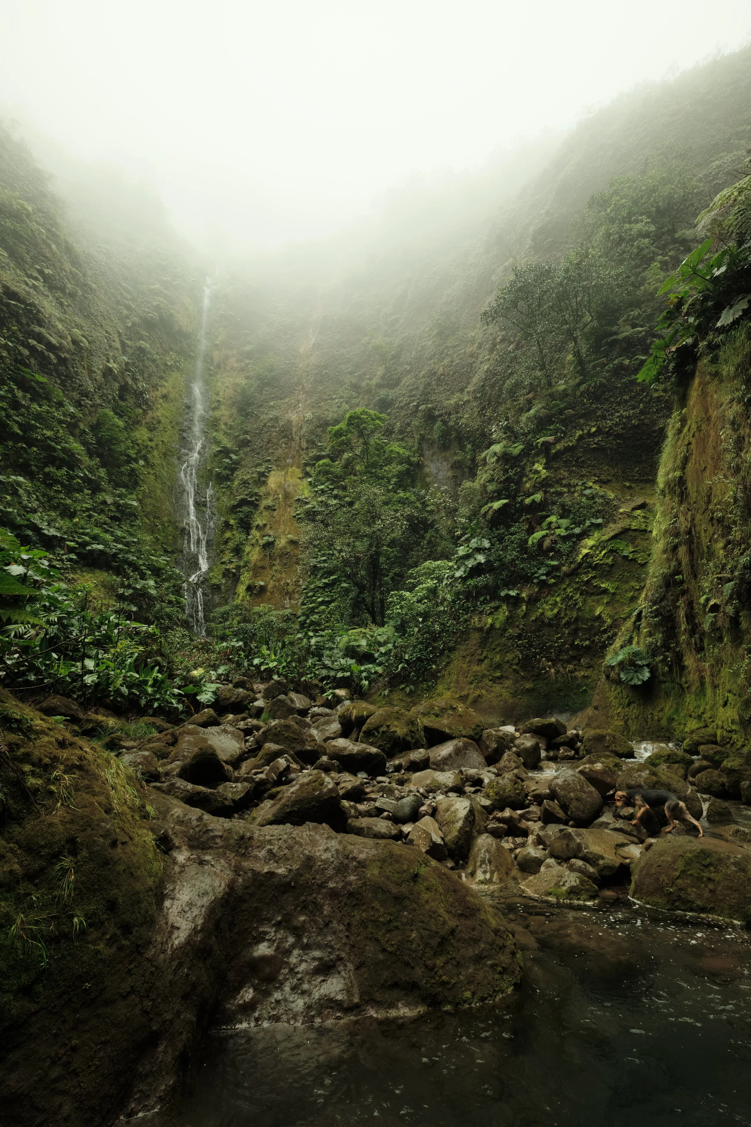 Into the Mist -

Tucked deep within a volcanic canyon, this waterfall emerges through drifting clouds, where the constant sound of rushing water defines the rainforest experience.