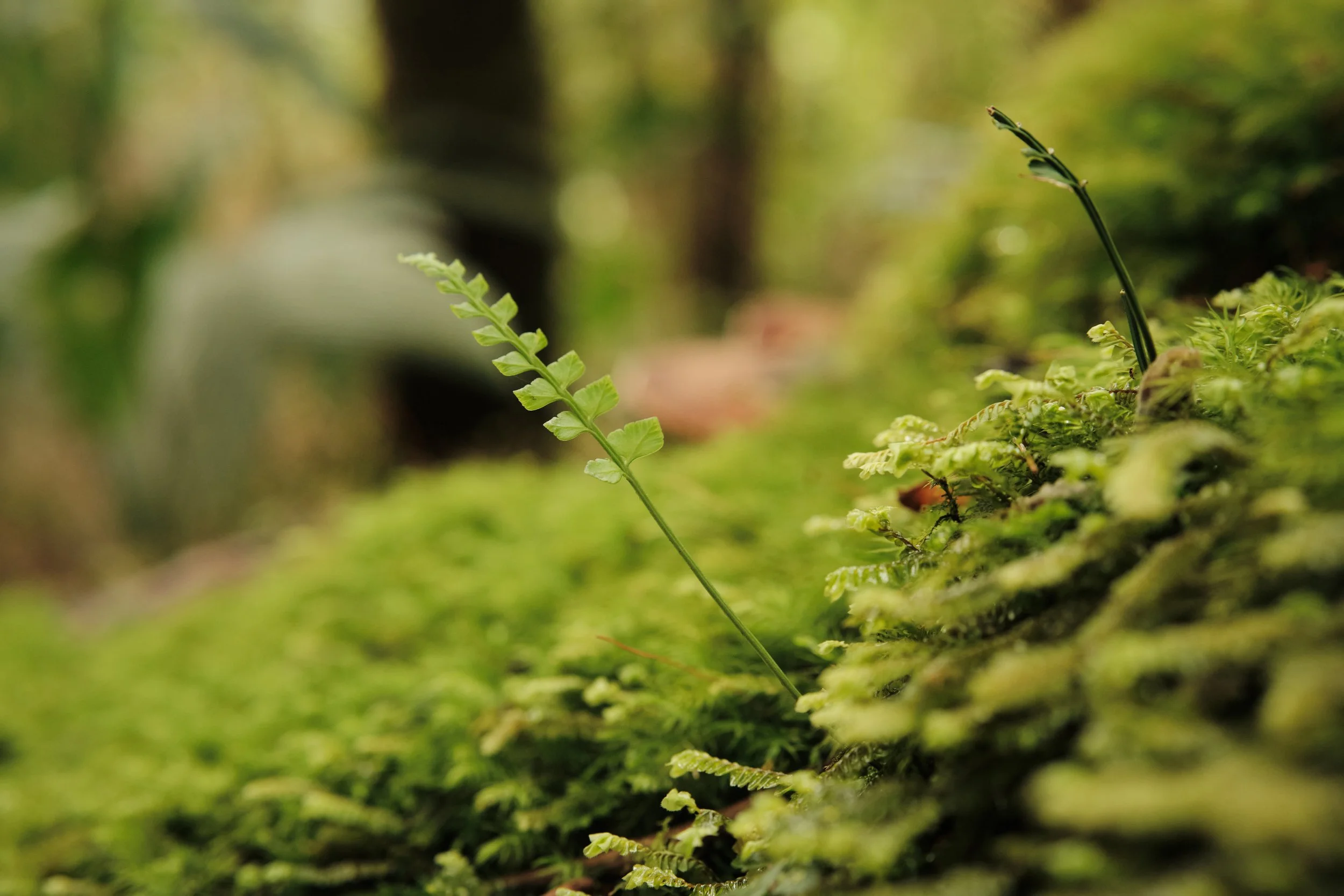 New Life on the Forest Floor -

Blankets of emerald moss nurture delicate fern fronds as they emerge toward the light, revealing the quiet resilience and constant renewal of Costa Rica’s cloud forest.