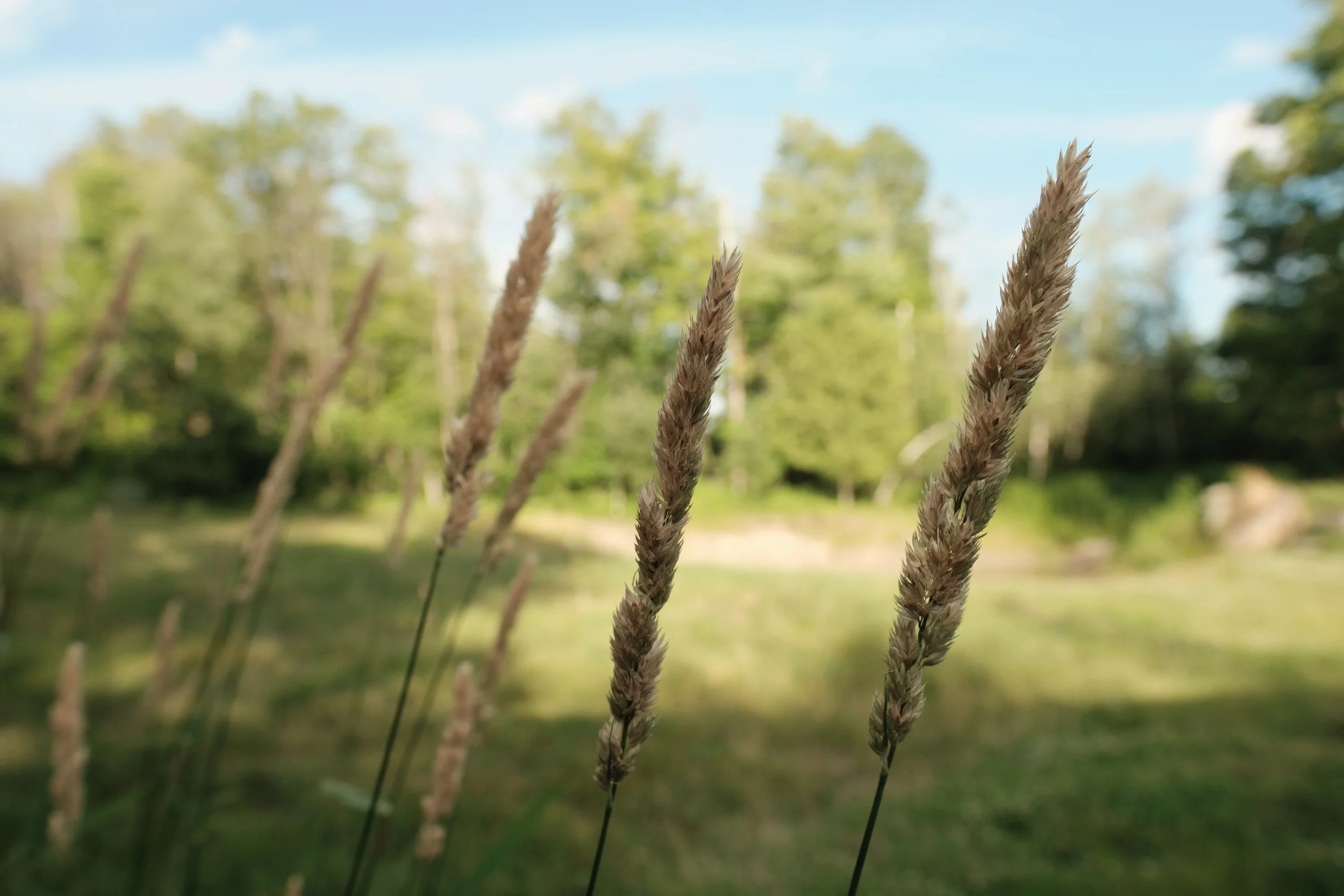 As the golden evening light settled across the meadow, ordinary grasses seemed to glow with quiet elegance. It was another reminder that nature rarely needs grand landscapes—sometimes the simplest moments carry the greatest beauty.
