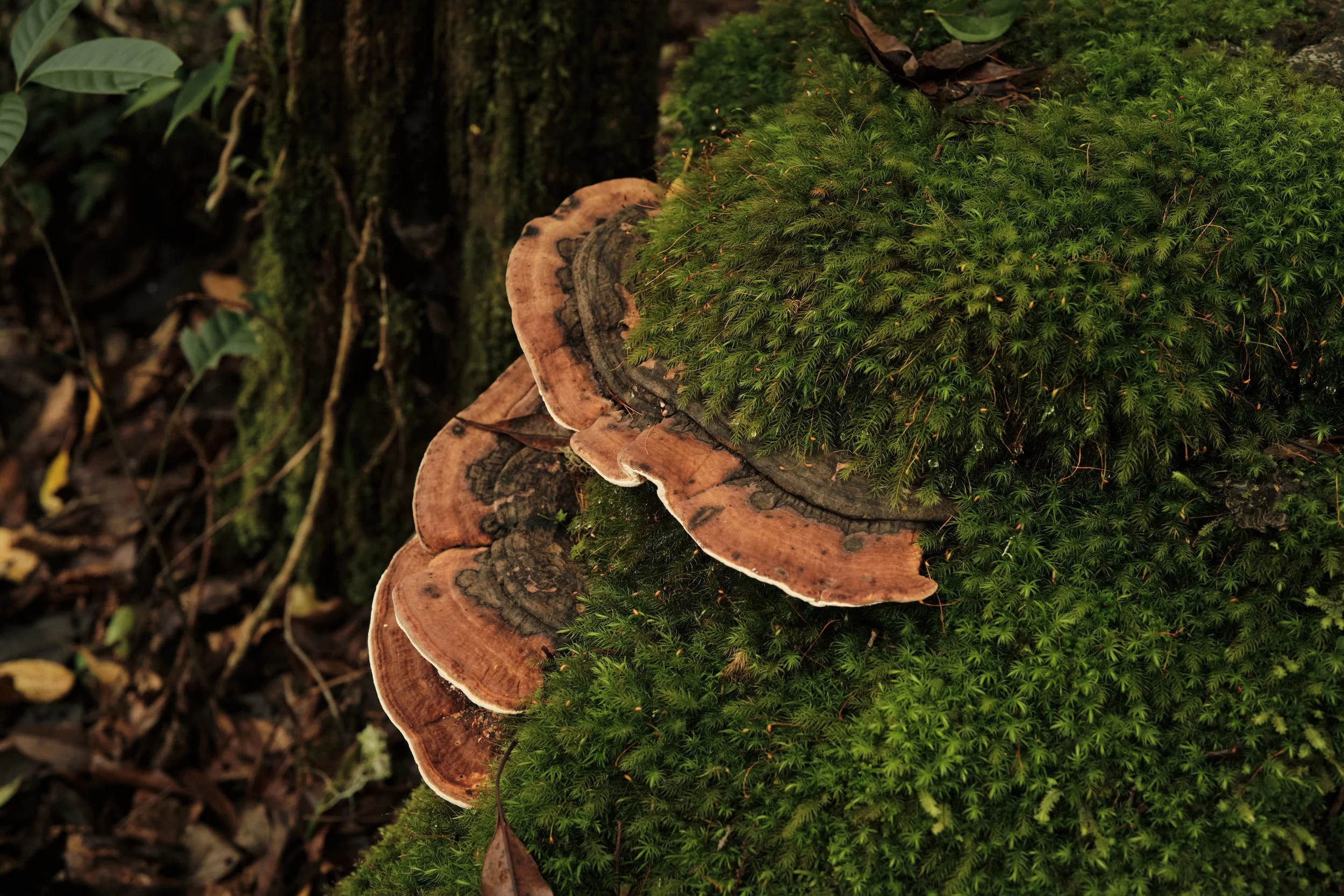 Nature’s Architects -

Shelf fungi slowly transform fallen trees into fertile ground, breaking down wood and returning essential nutrients to the forest—an unseen process that keeps the rainforest alive.