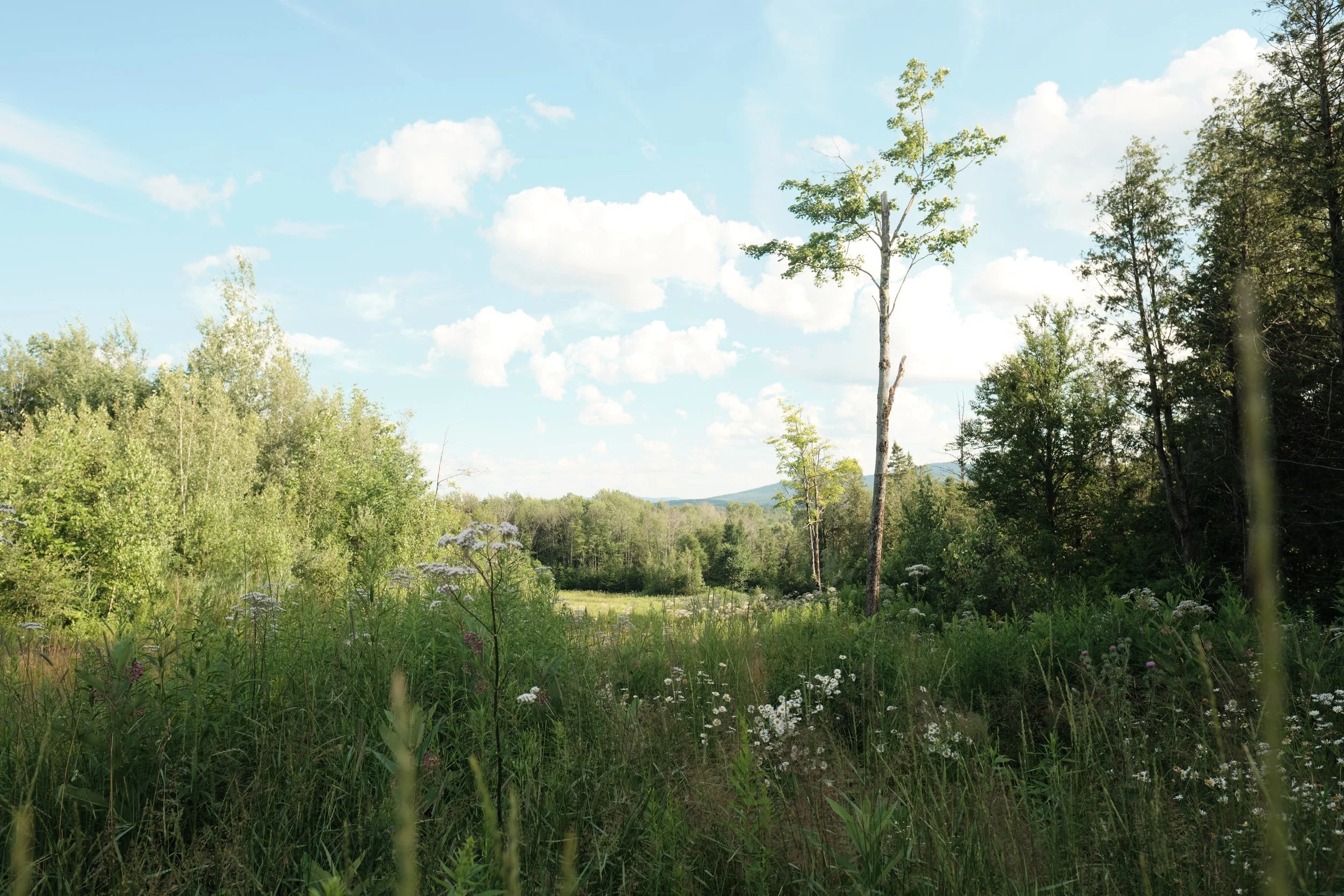 Before the forests, before the distant hills, there was this quiet moment among the grasses. A simple change in perspective turned an ordinary clearing into an entirely different world, inviting me to experience the landscape from a lower perspective