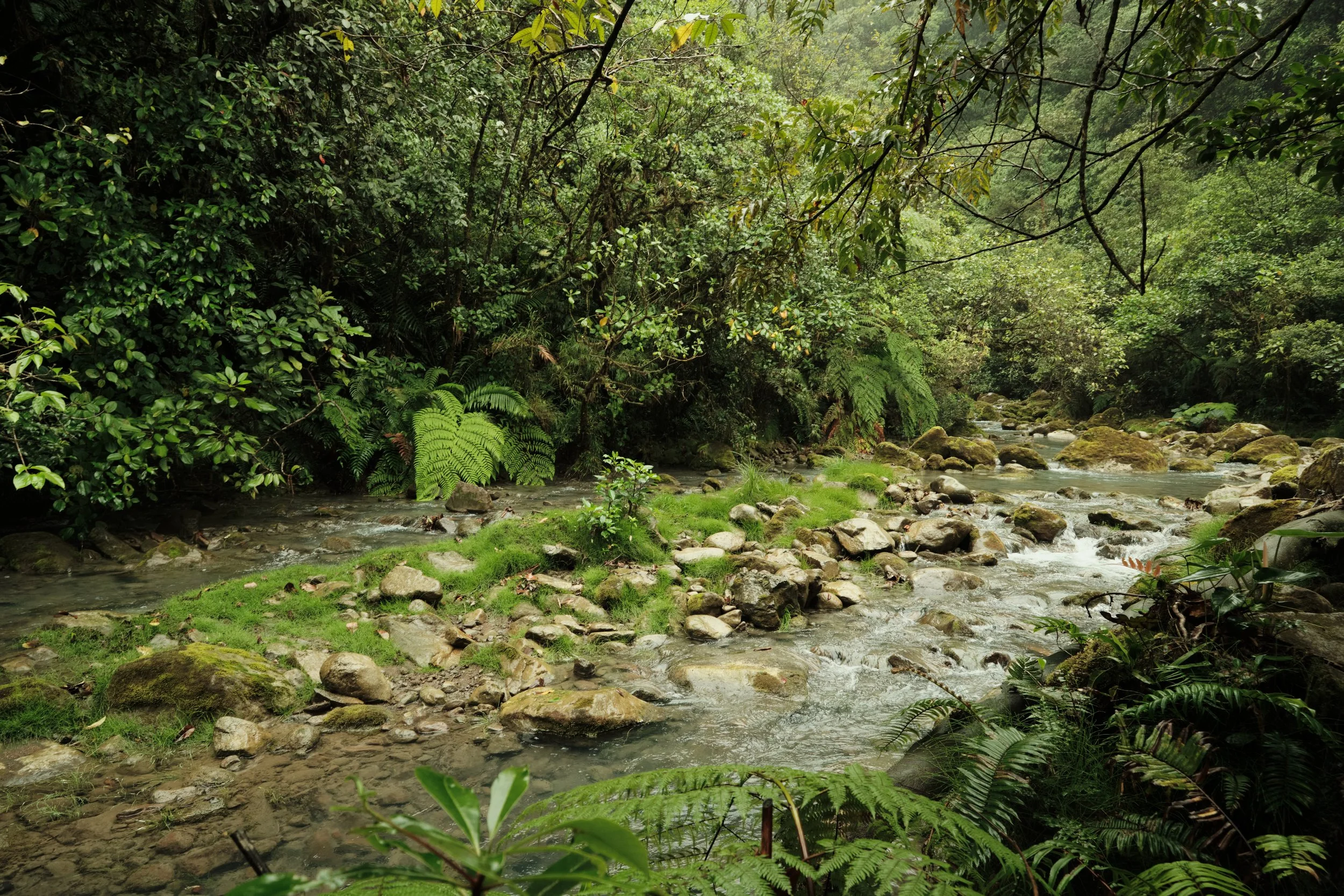 The Rhythm of the Rainforest -

Every bend in the river reveals a new landscape, where crystal-clear waters weave through ancient boulders beneath a canopy that has flourished for centuries.