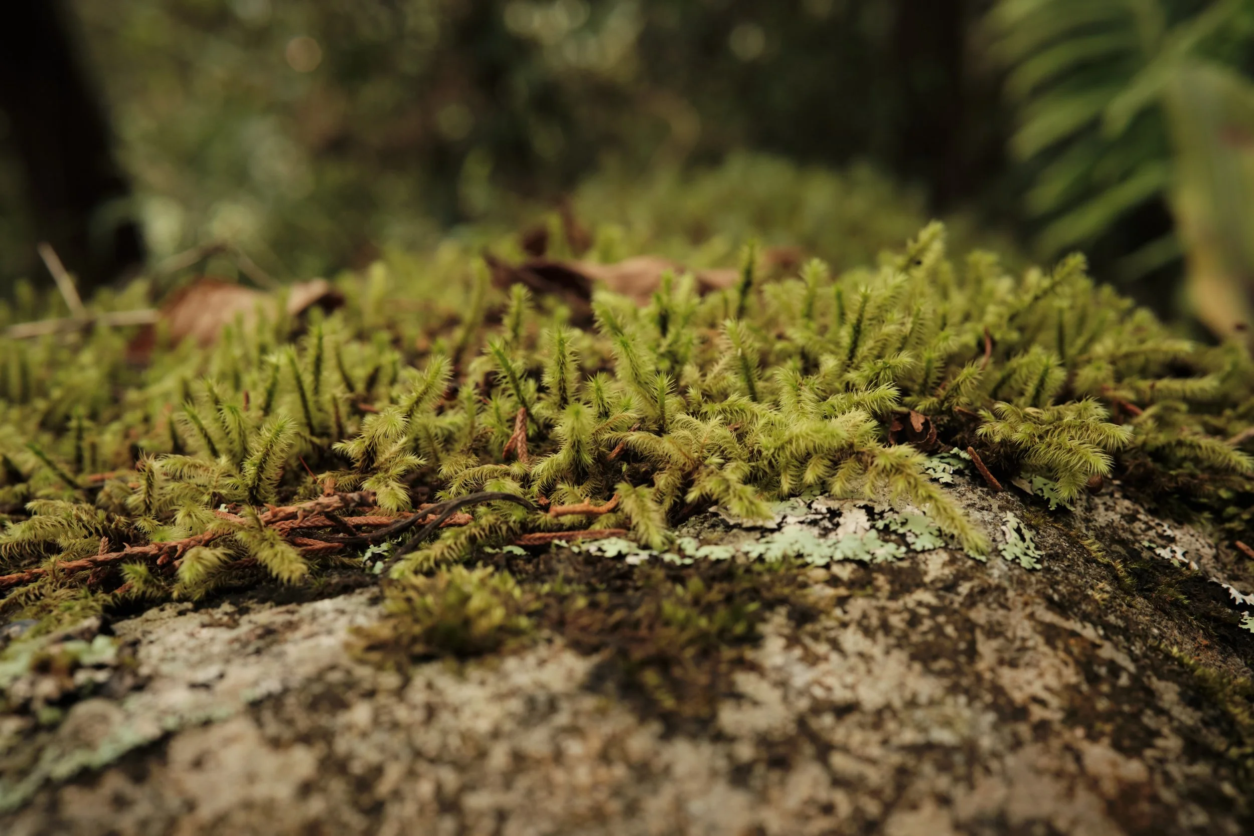 A Living Carpet -

Soft moss blankets fallen wood, creating a miniature landscape where moisture, time, and life work together to transform every surface into a thriving ecosystem.