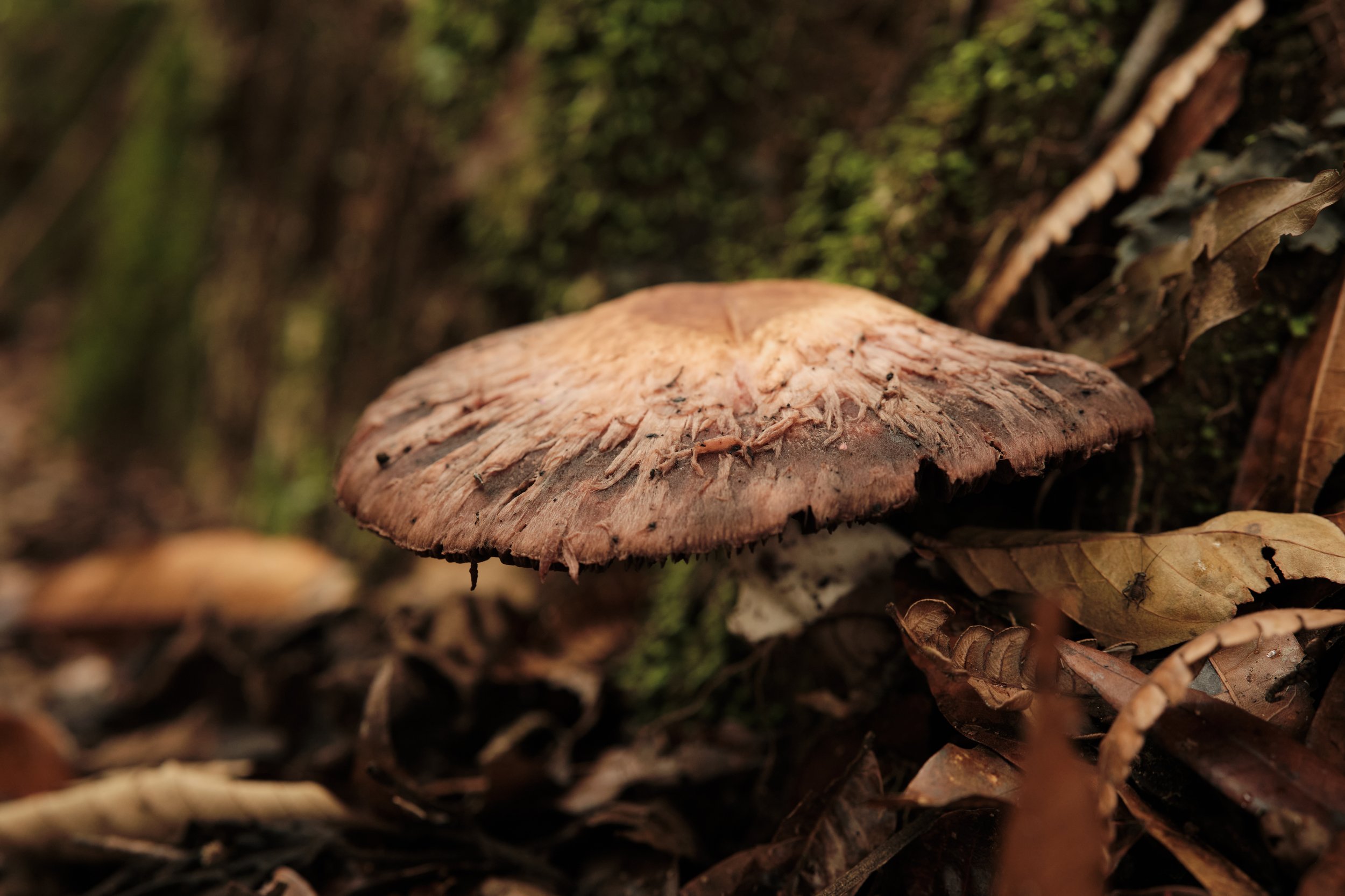 Nature’s Quiet Recyclers -

Emerging from the forest floor, wild mushrooms quietly break down fallen wood and leaves, returning nutrients to the ecosystem and sustaining the endless cycle of life within the rainforest.