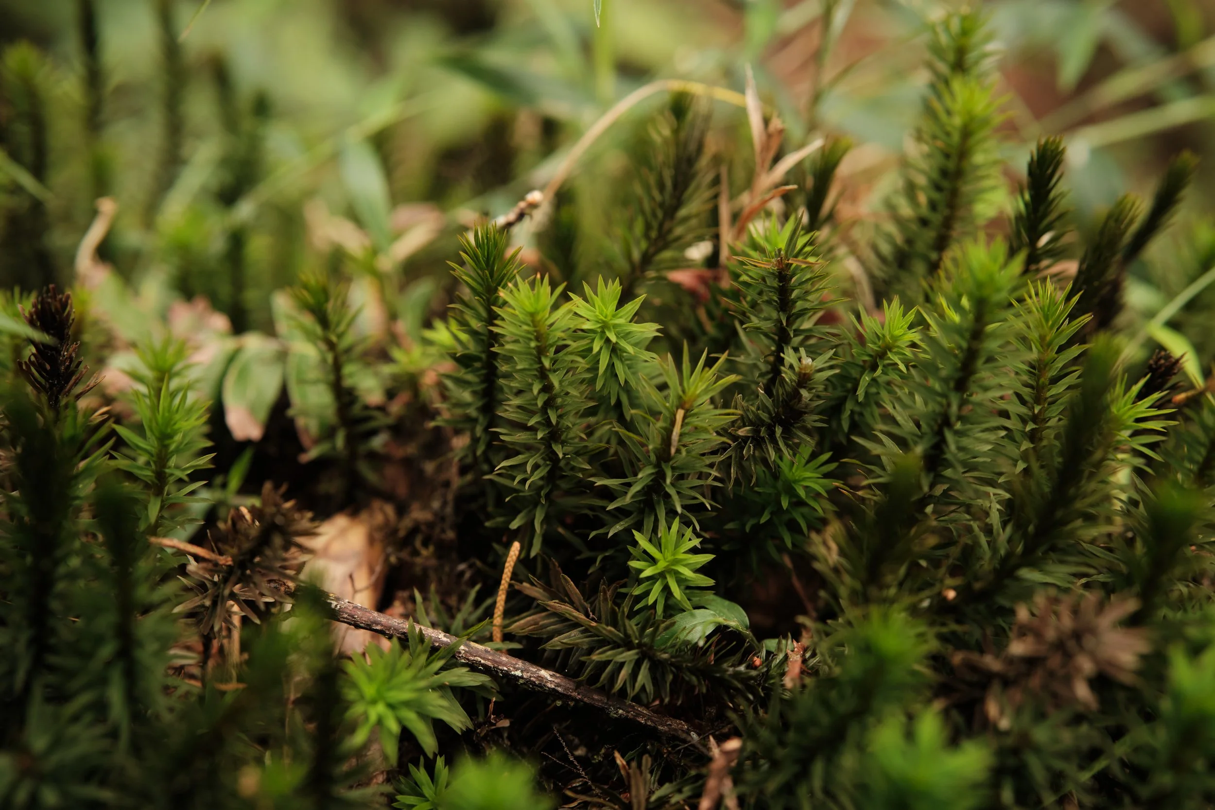 The Forest in Miniature -

No taller than a few centimeters, these ancient mosses form dense green forests of their own—tiny ecosystems that quietly capture moisture and support countless microscopic forms of life.