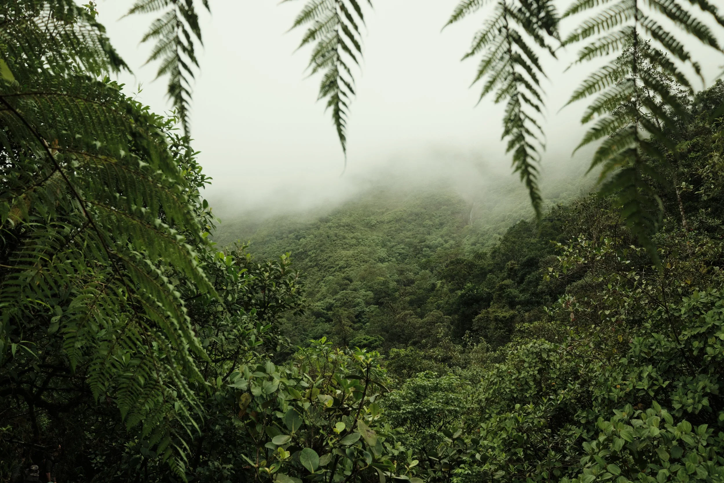 Where the Forest Disappears into the Clouds -

Towering tree ferns frame an endless canopy as drifting mist blankets the cloud forest, creating the cool, moisture-rich environment that allows this ecosystem to flourish.