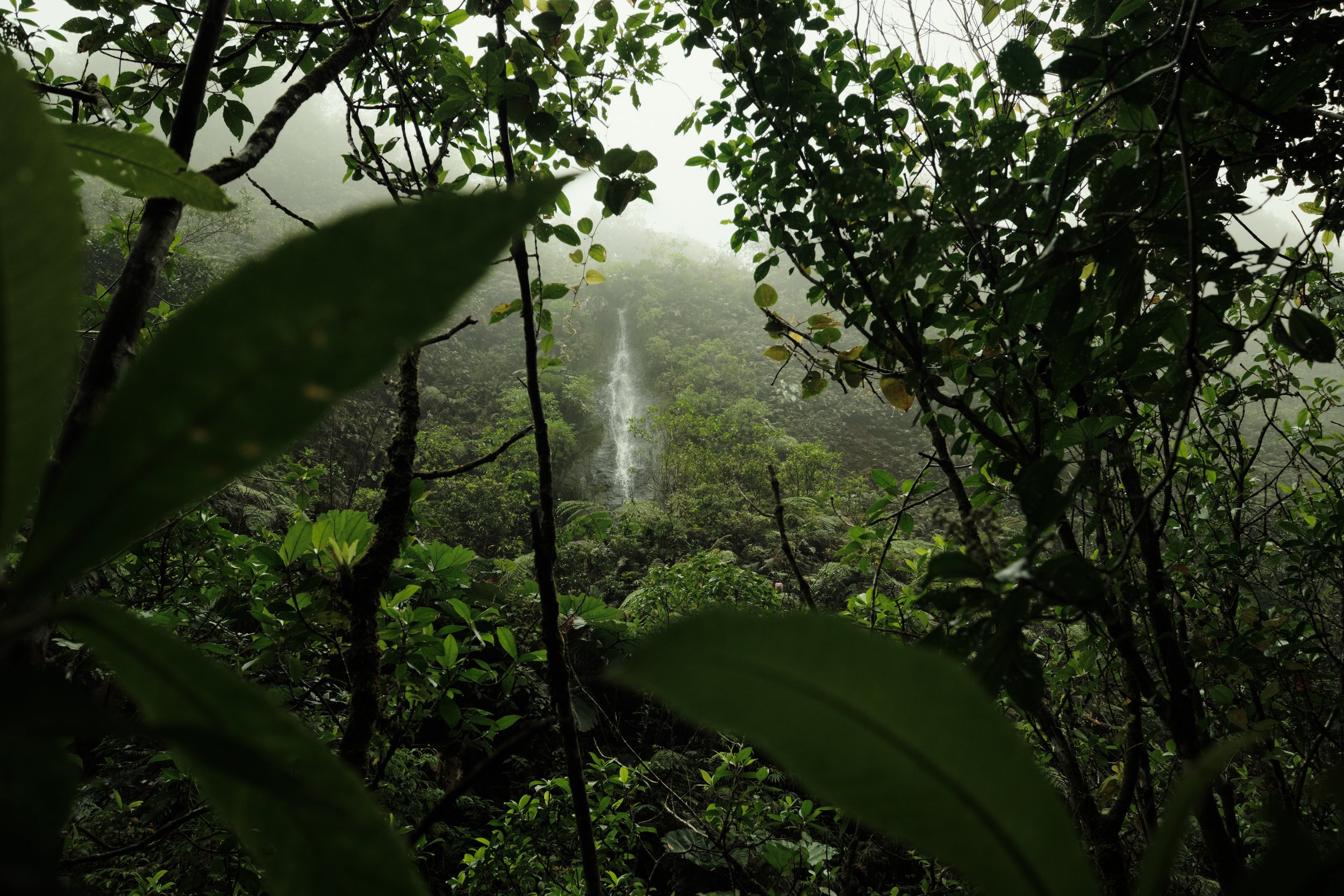 A Hidden Discovery -

Seen through layers of rainforest foliage, a distant waterfall quietly reveals itself—rewarding those willing to slow down and look beyond the obvious.