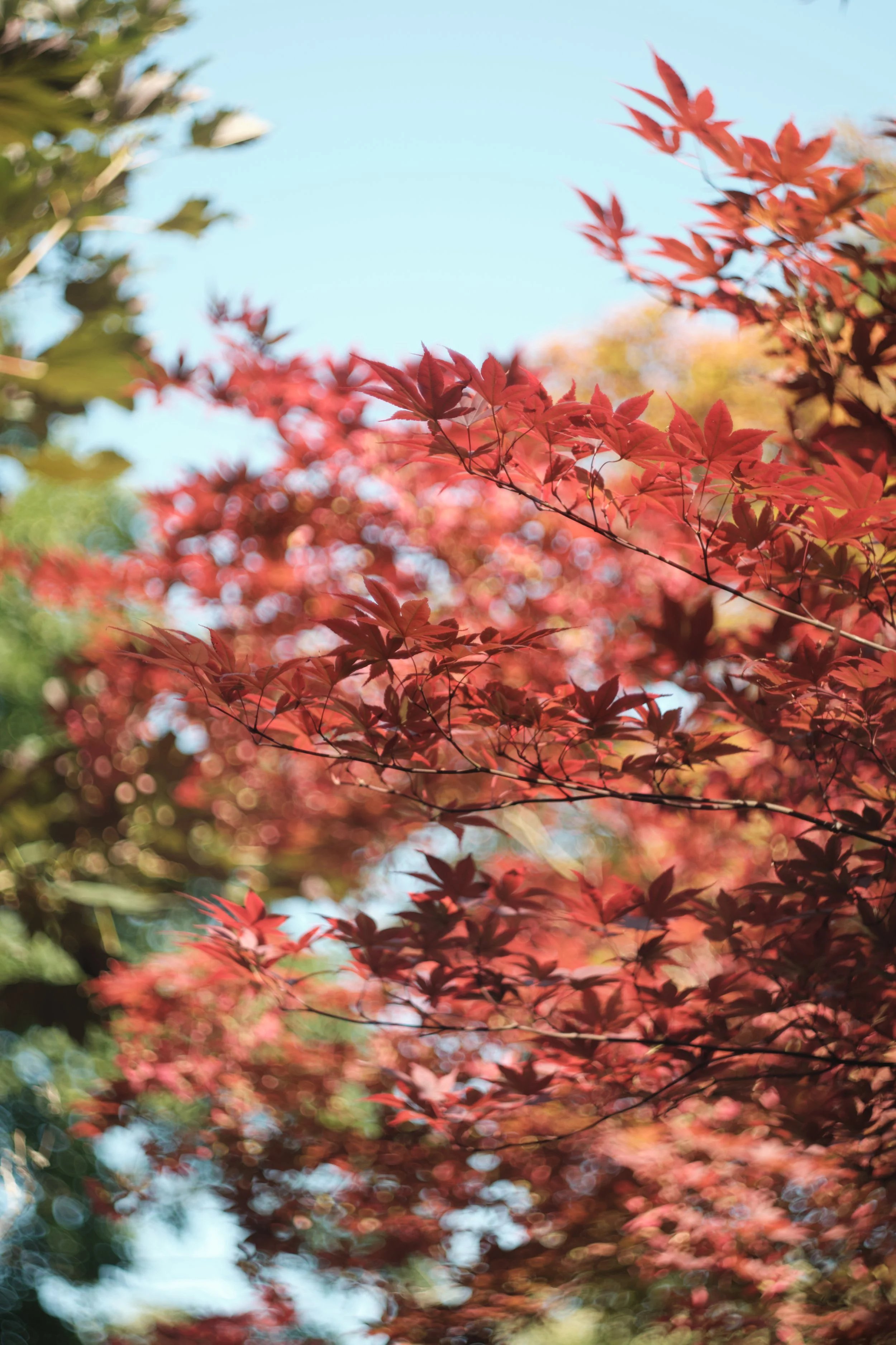 Lužánky park in Full Color.