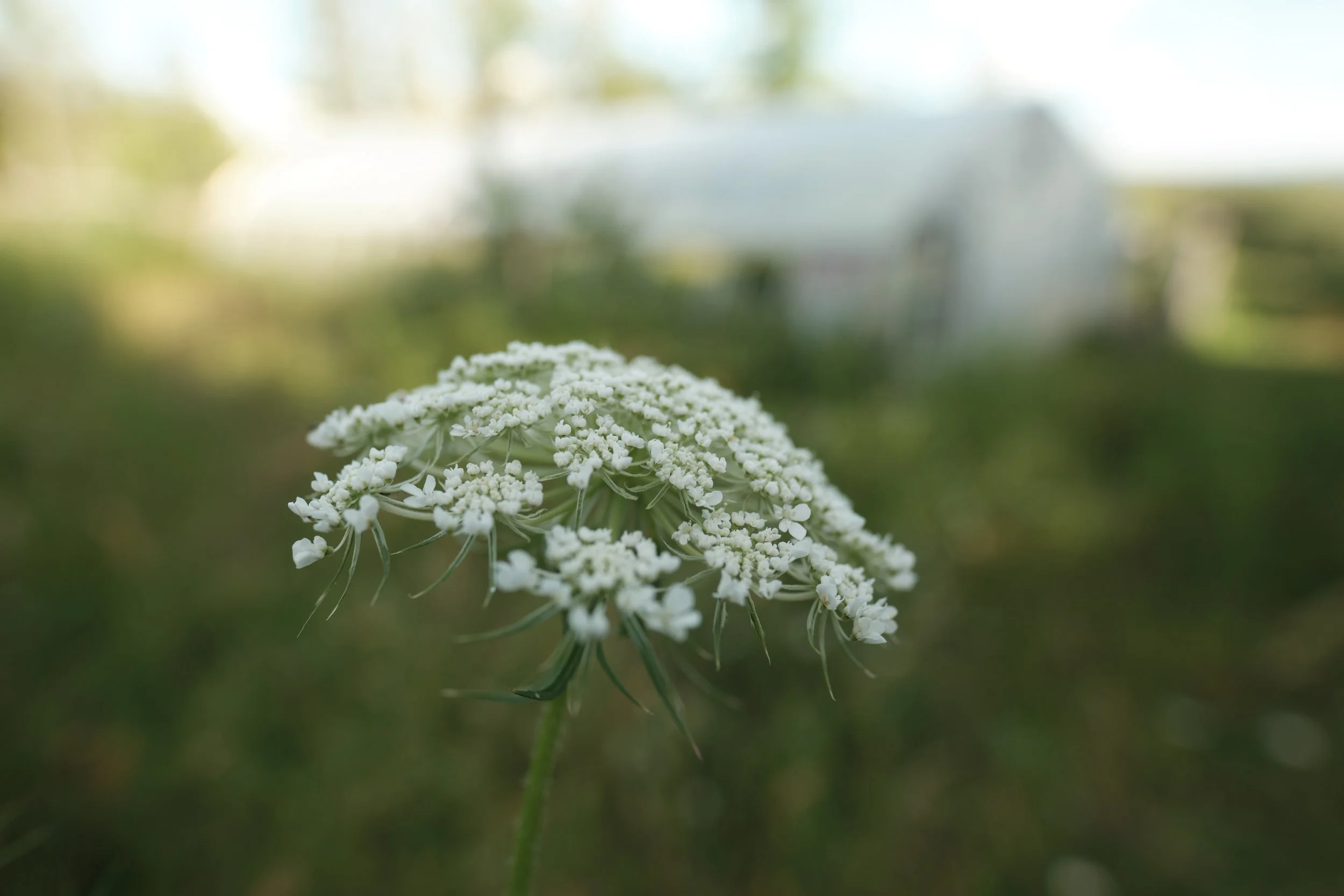 Every landscape offers countless photographs. The challenge is choosing where to stand. A small shift in perspective, a lower point of view, and careful attention to depth transformed a simple wildflower into a reminder that photography is as much ab