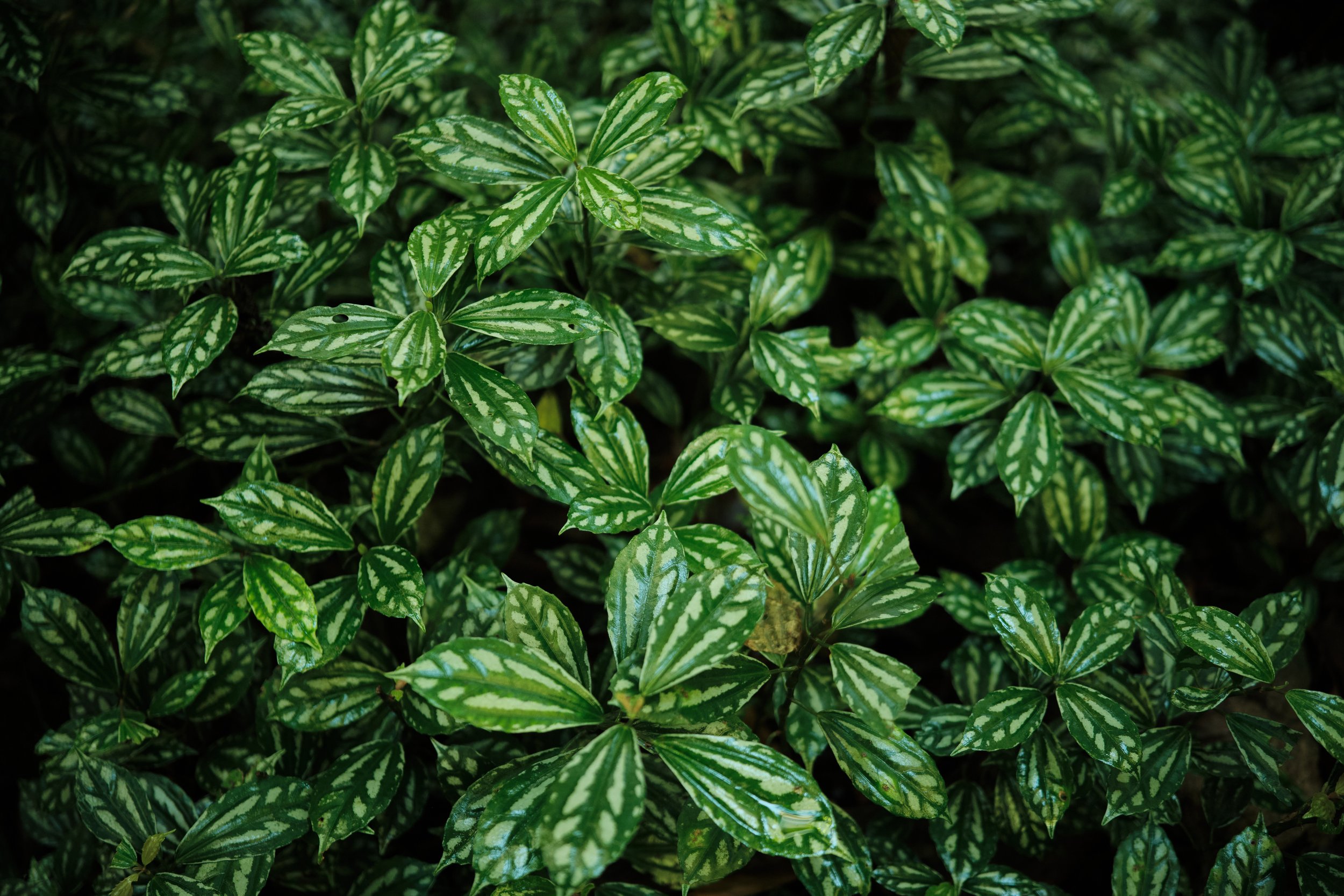 Nature’s Living Patterns -

Intricate veins and vibrant shades of green transform each leaf into a unique work of art, revealing the extraordinary textures hidden beneath the rainforest canopy.