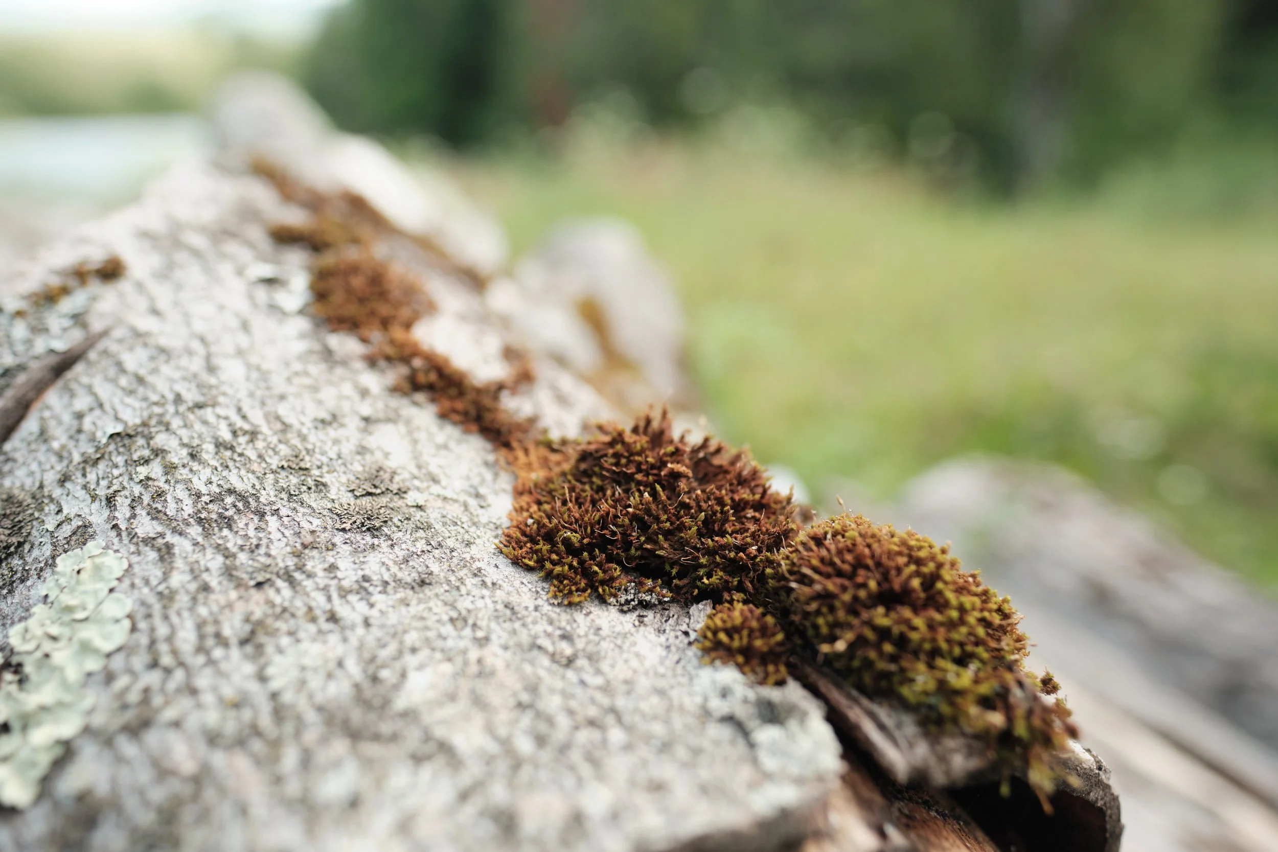 A forest within a fallen tree.