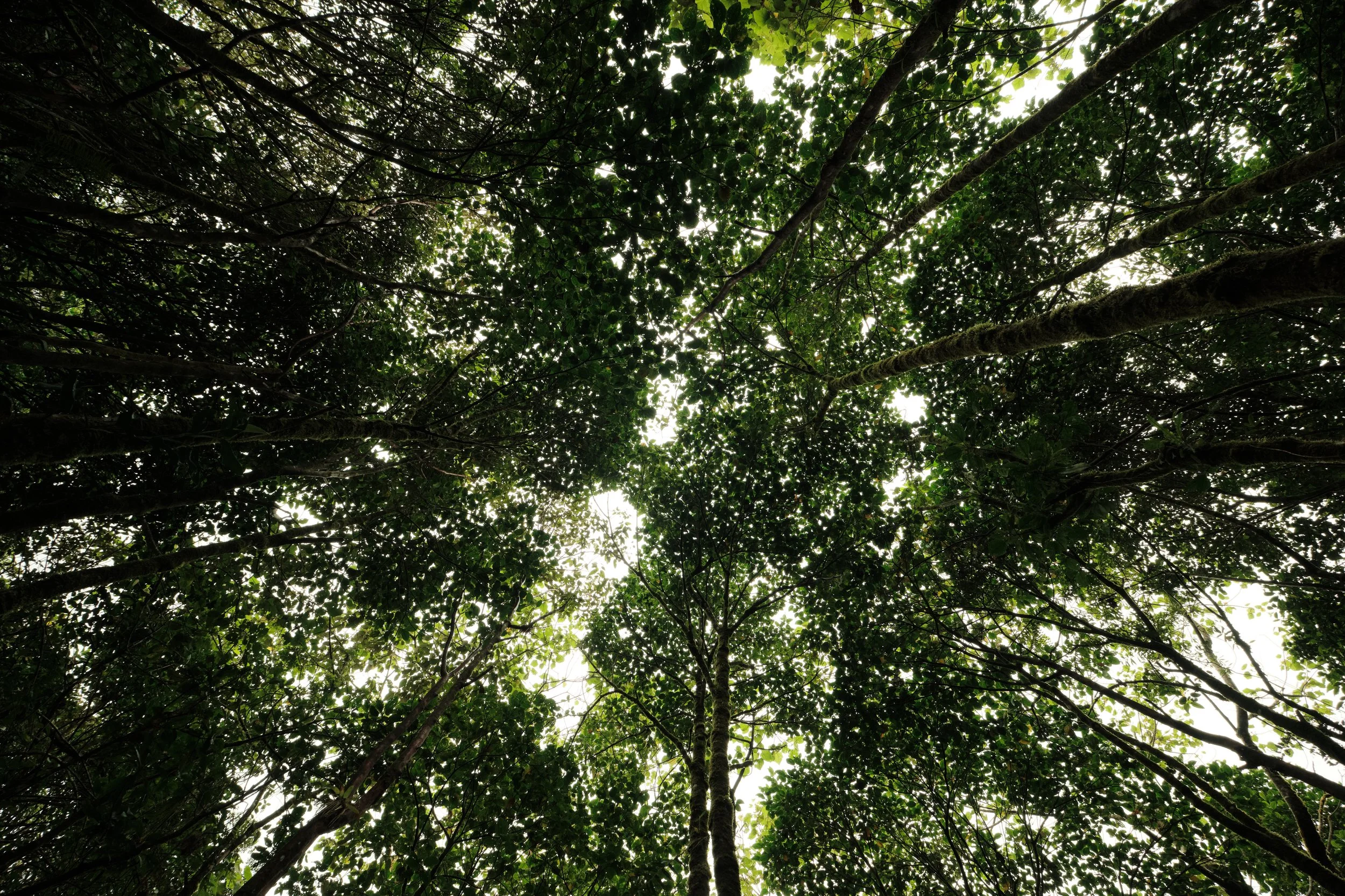 Looking Toward the Canopy -

From the forest floor, towering trees stretch skyward, their interwoven crowns forming a living ceiling that filters sunlight into the cool, shaded world below.