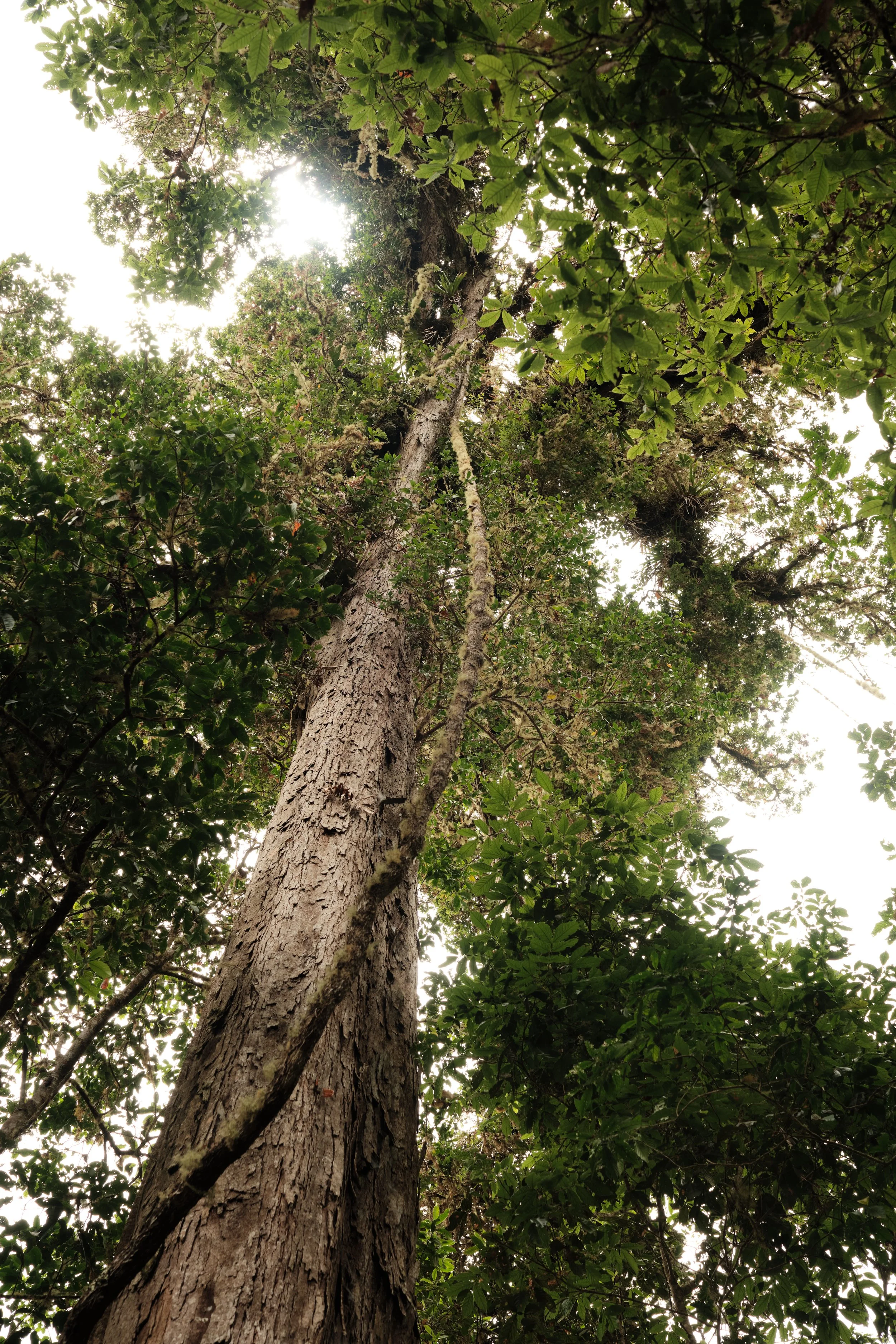 Guardians of the Rainforest -

Towering above the forest floor, these centuries-old trees support an entire world of mosses, orchids, and wildlife, forming the living backbone of Costa Rica’s cloud forests.