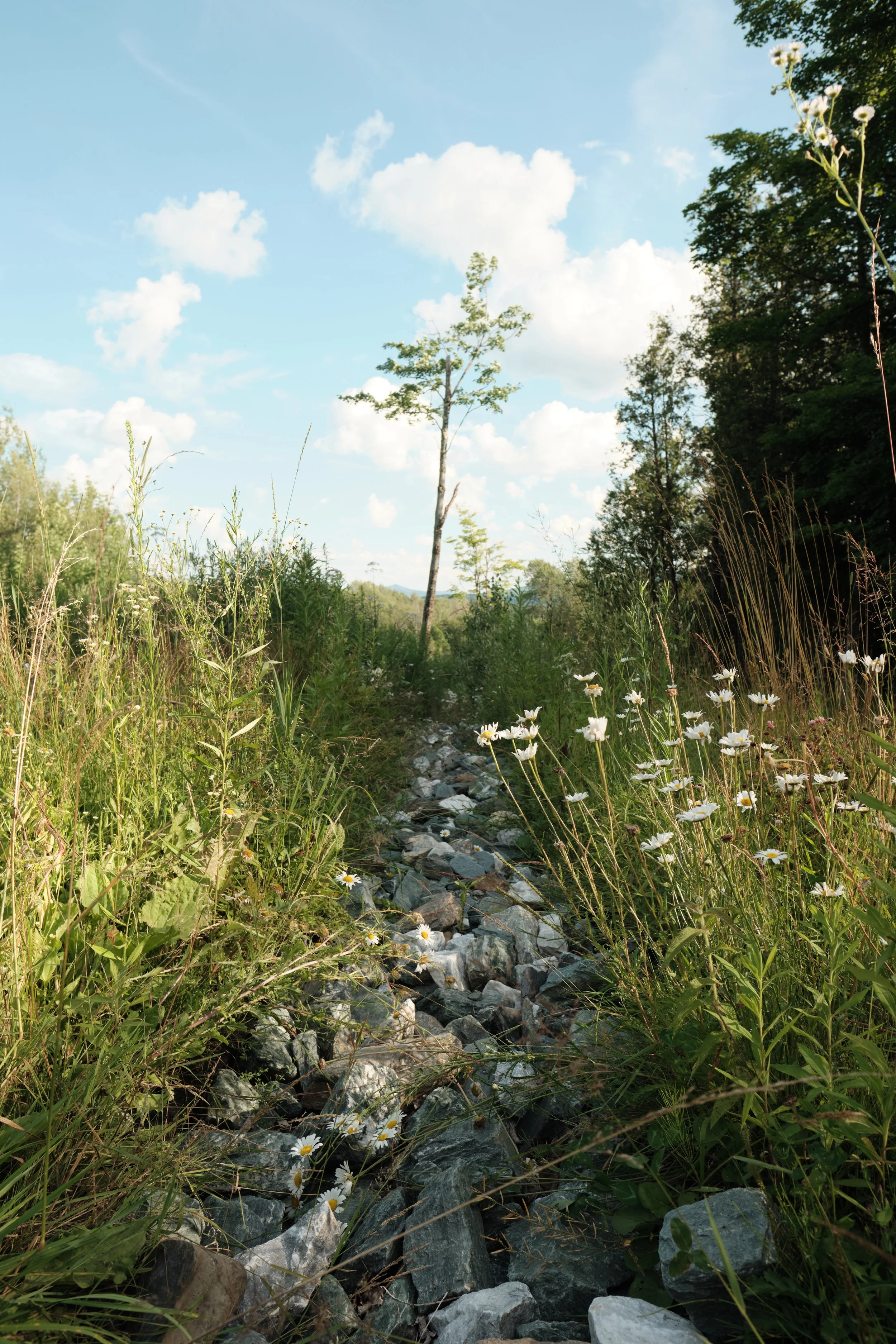 A small seasonal stream winds through the meadow, bordered by wildflowers and tall grasses. Even the simplest corners of the landscape are full of life when you slow your pace.