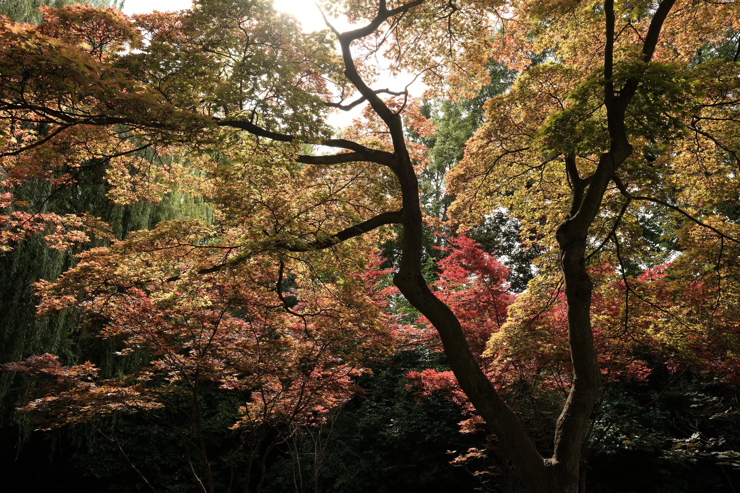 luzanky-park-trees-brno-czech-republic-ezequiel-fort-321.jpg