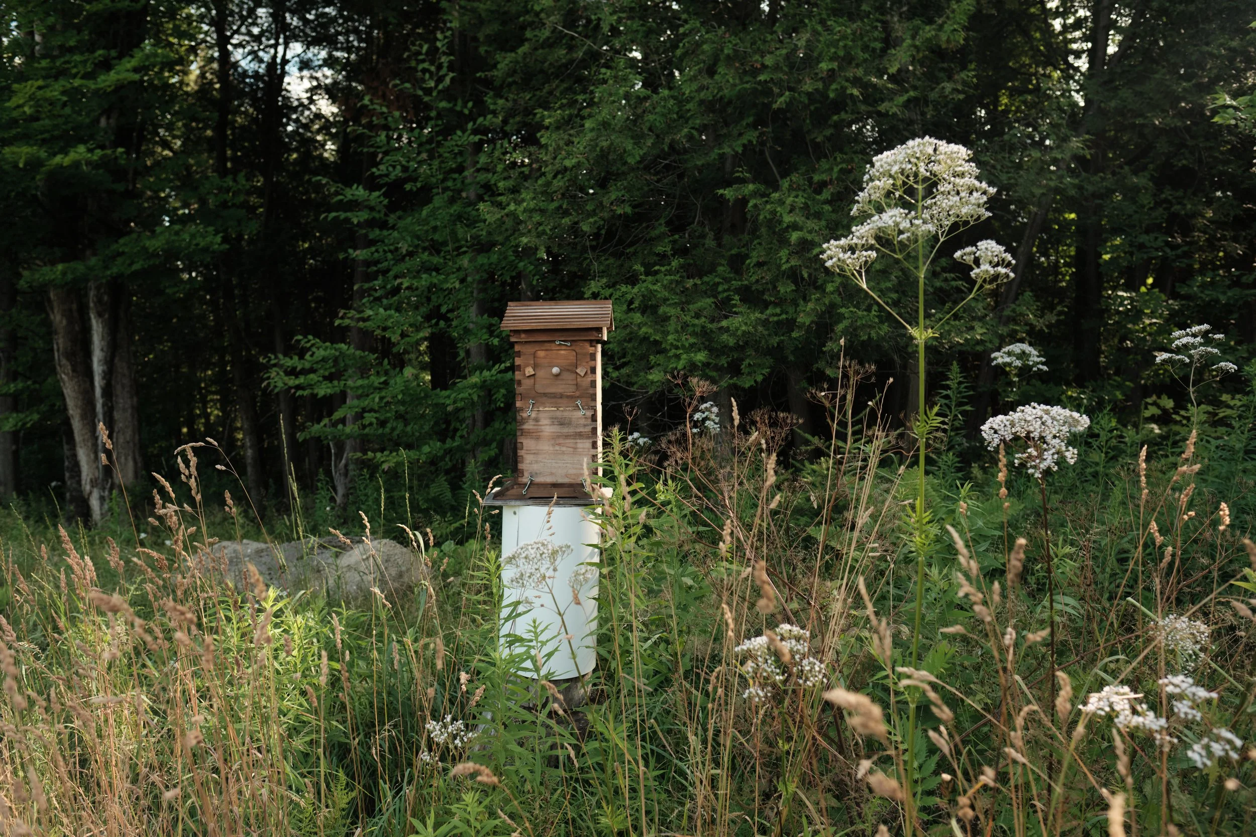 Life quietly gathers here. A small refuge for pollinators stands among the wildflowers, each depending on the other in ways that often go unnoticed.