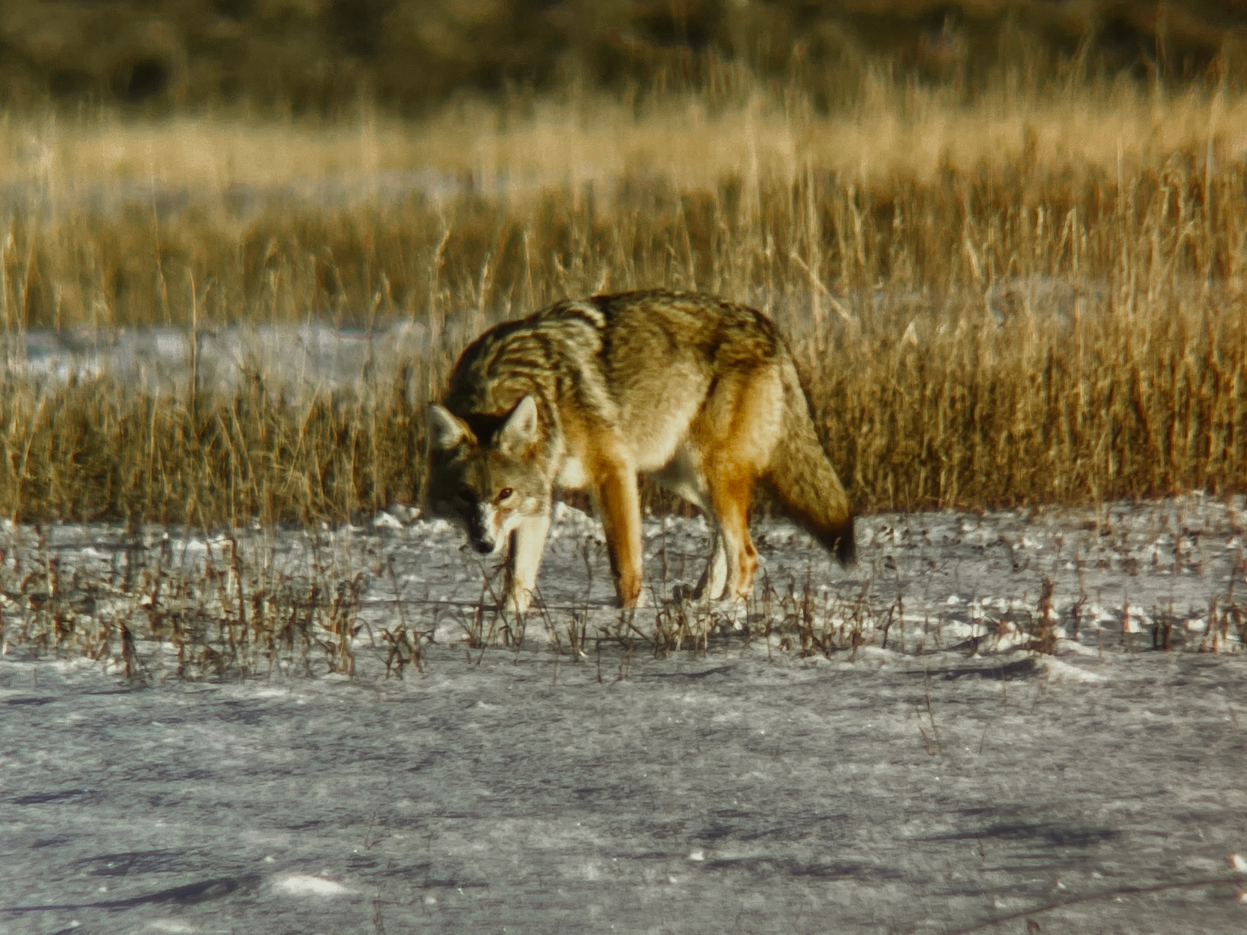 IMG_2587.png